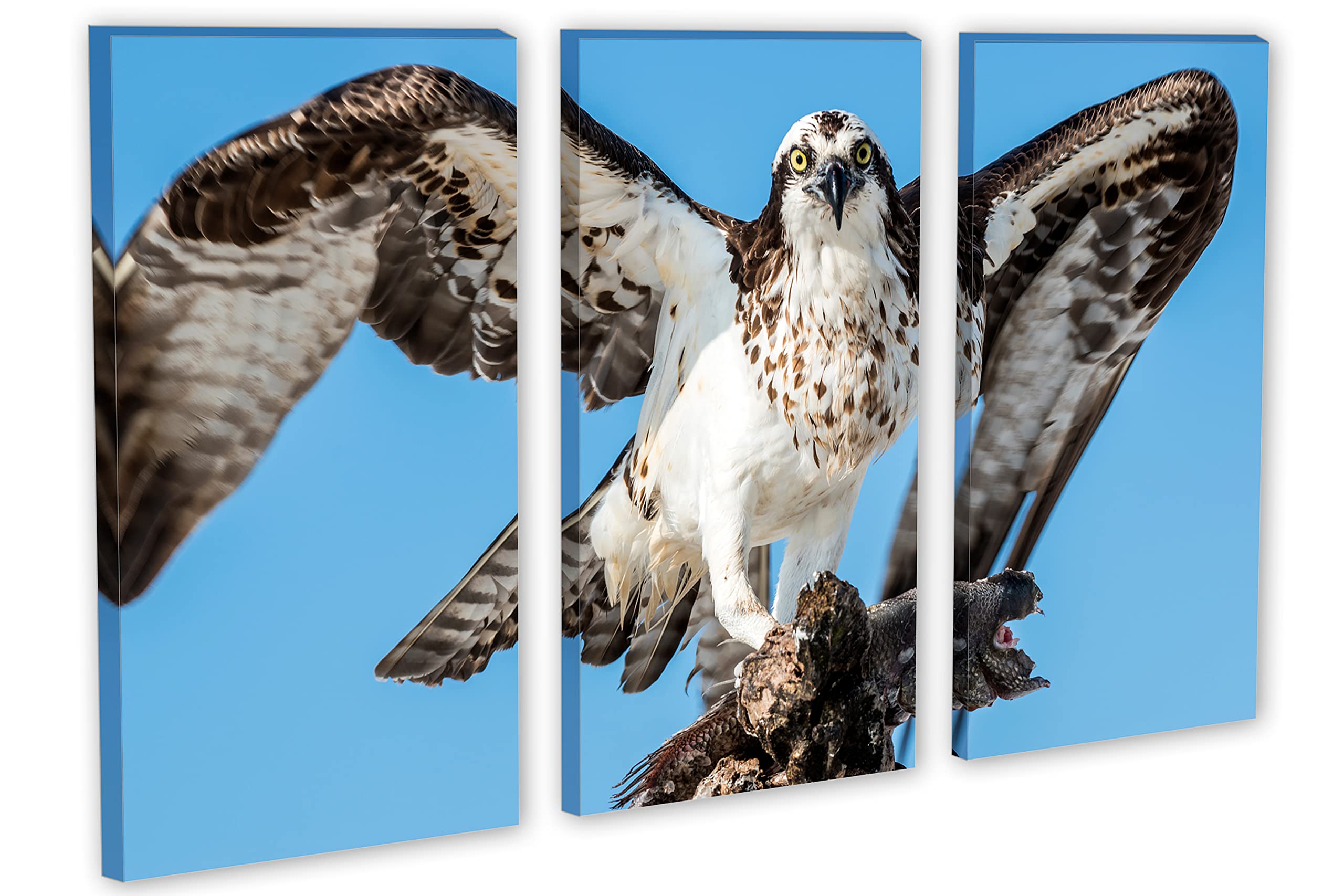 60x40 Osprey Canvas Print Wall Art - 3 Panel Triptych Split Design, Bird Painting Home Decor for Living Room & Bedroom | Nature Inspired Interior Design Wall Hanging