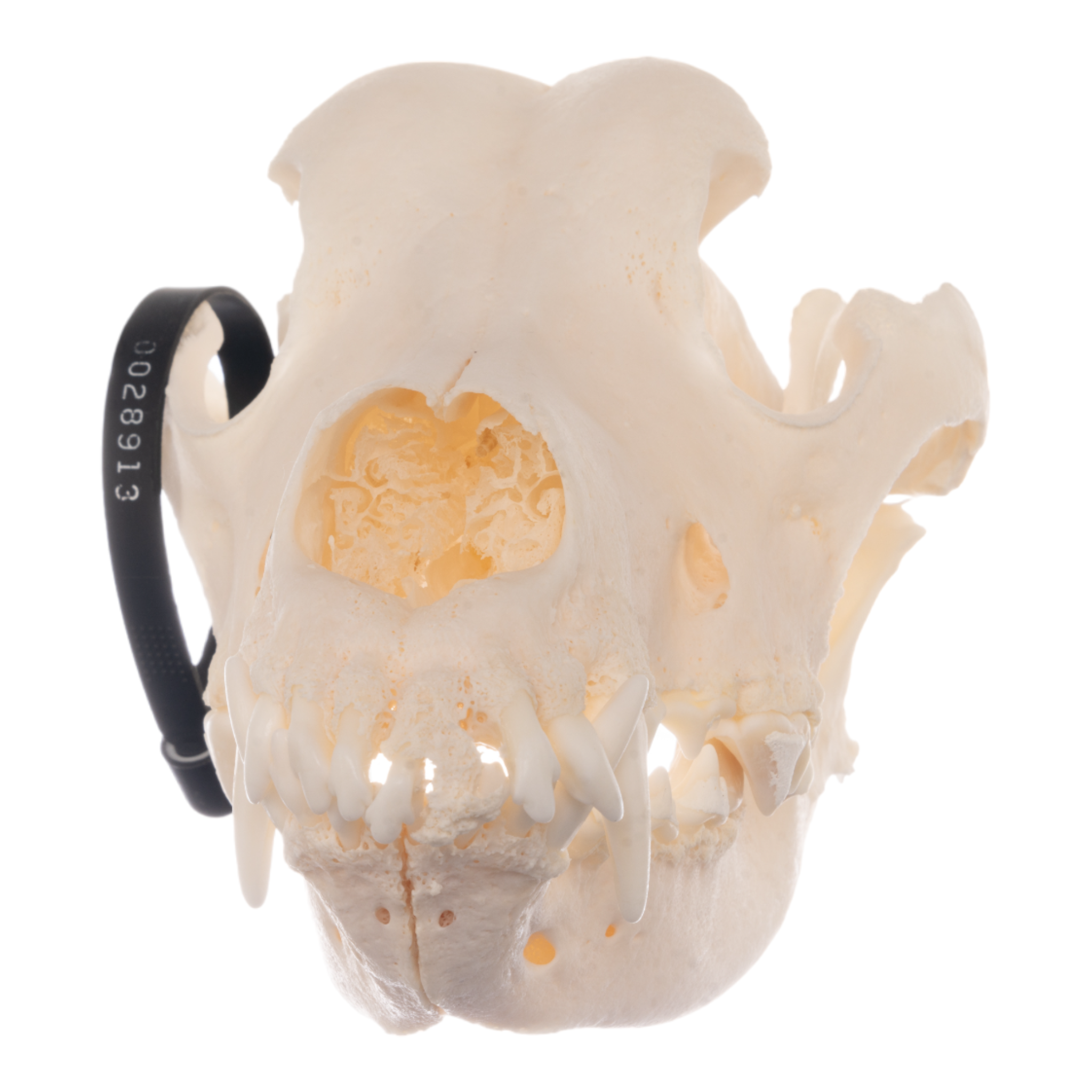 Authentic German Shepherd Dog Skull - Real Domestic Canine Skull for Veterinary Study, Taxidermy, and Educational Displays