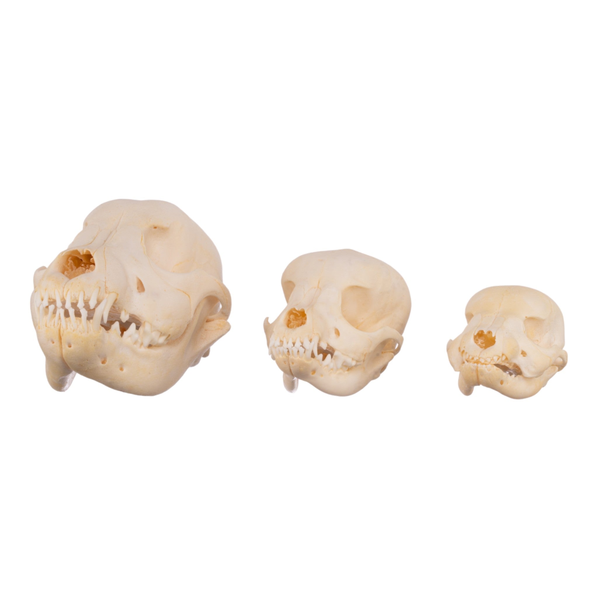 Authentic Domestic Dog Skull Replica - Single Puppy Skull for Veterinary Study, Halloween Decor & Educational Display