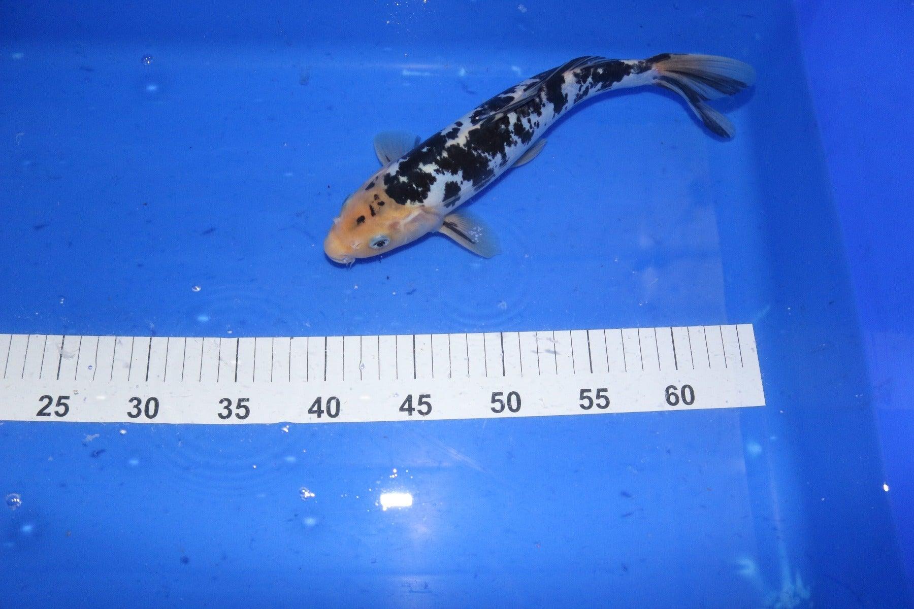 Premium Koi Fish for Sale - High-Quality Japanese Koi Carp for Ponds & Water Gardens | Perfect for Outdoor Landscaping & Aquarium Decor