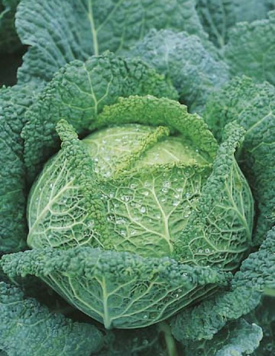 Savoy King F1 Cabbage Seeds - Premium Hybrid Variety for Home Gardening & Fresh Salads | Grow Your Own Organic Vegetables