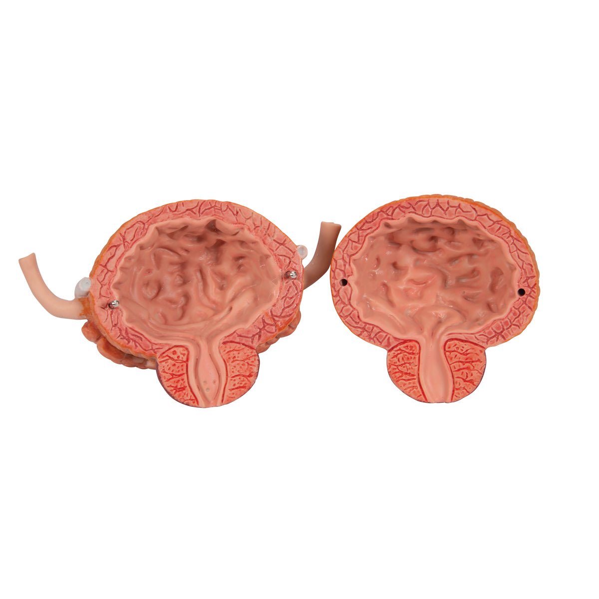 Dual Gender Urinary System Model - 6-Part Anatomical Demonstration Kit for Medical Education & Training | Perfect for Classroom, Lab & Healthcare Professional Use