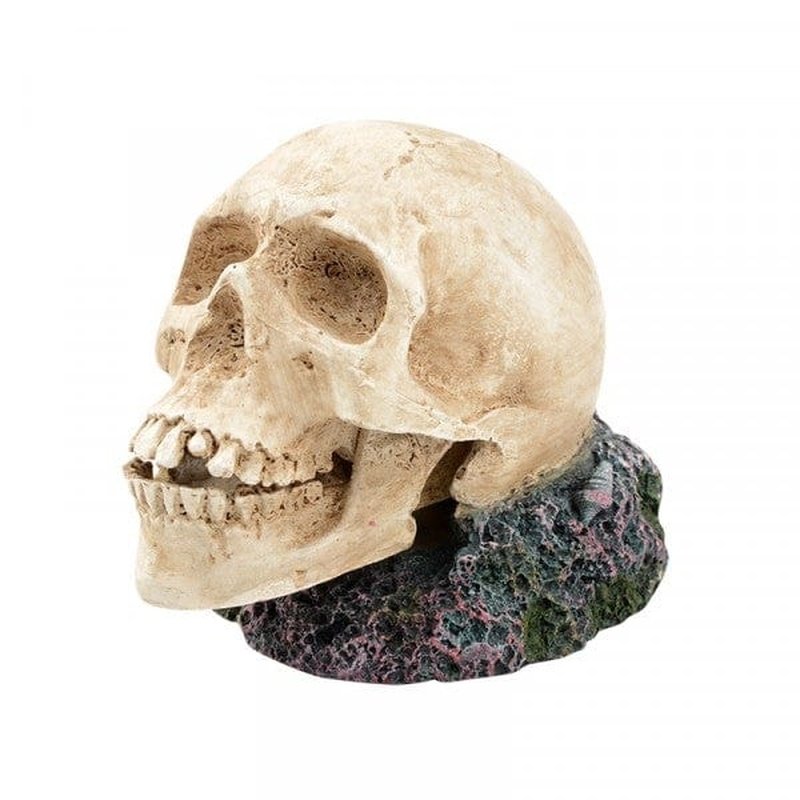Bioscape Bubbler - Large Human Skull Glass Water Pipe for Smoking | Premium Handmade Bong for Herbs & Tobacco | Perfect for Home Use, Parties & Relaxation
