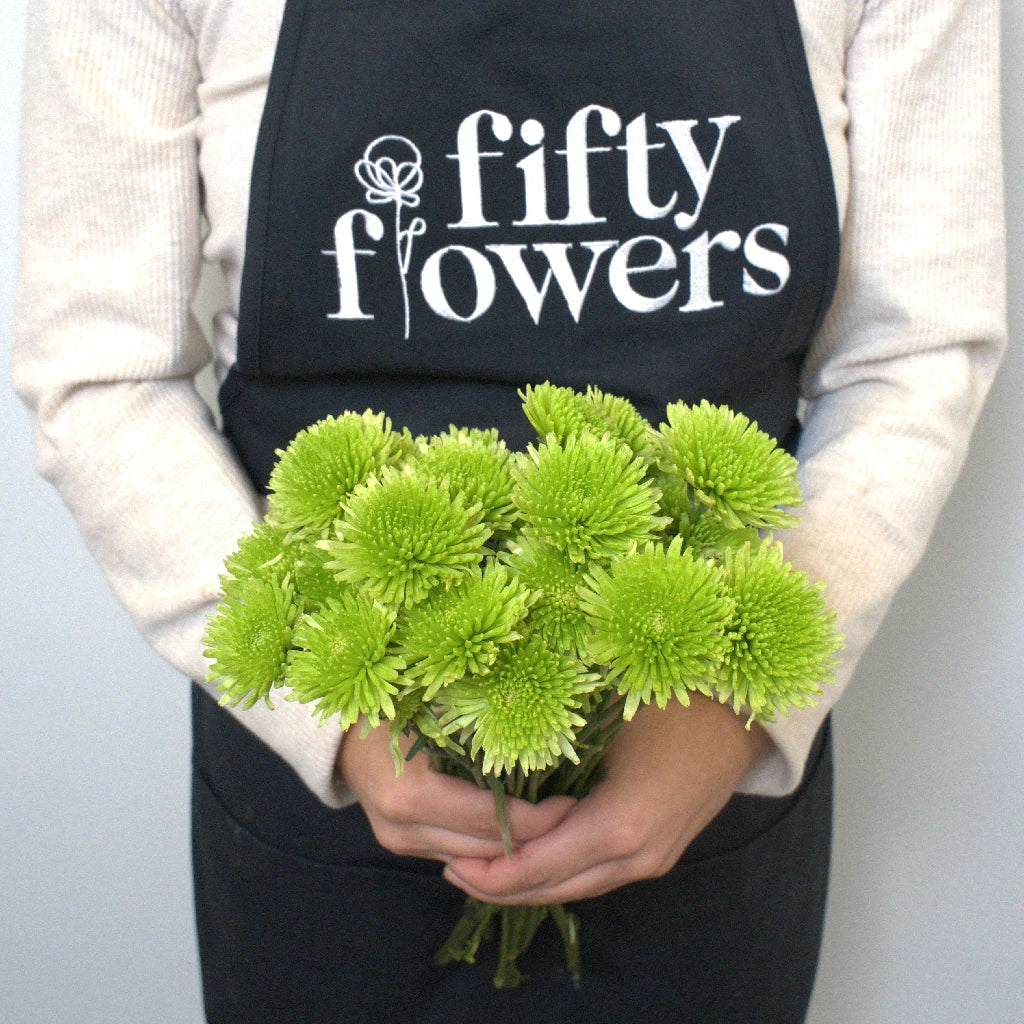 Fresh Avocado Green Novelty Chrysanthemum Flowers - Perfect for Home Decor, Wedding Bouquets & Garden Planting