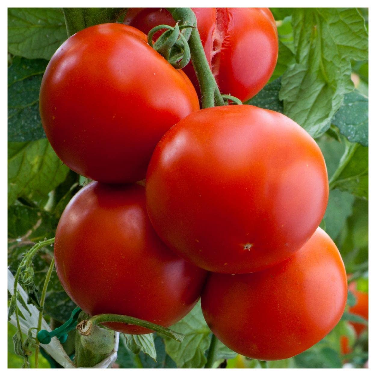 Everwilde Farms - 1 Lb Floridade Tomato Seeds - Non-GMO, Heirloom, High Yield - Gold Vault Packaging - Perfect for Home Gardening, Canning & Farmers Markets