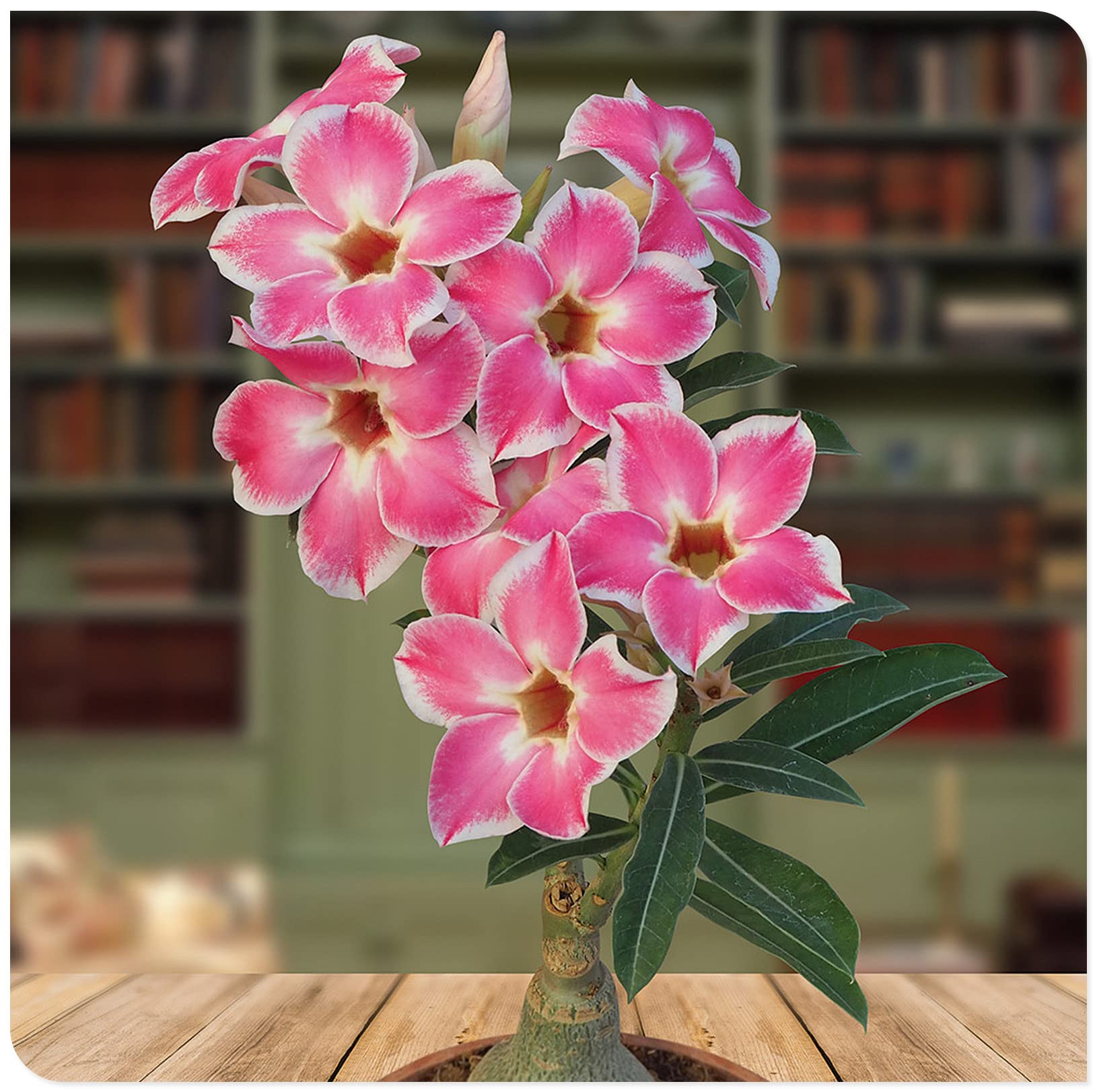 Desert Rose Plant (Adenium Obesum) - Live Succulent Perennial for Gardening, Home Decor & Cut Flowers | Drought-Tolerant, Easy Care Houseplant for Indoors, Outdoors & Landscaping