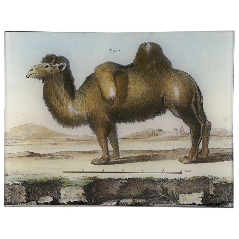 Premium Dromedary Camel PNG Image - High-Quality Digital Download for Graphic Design, Web Projects, and Print Media