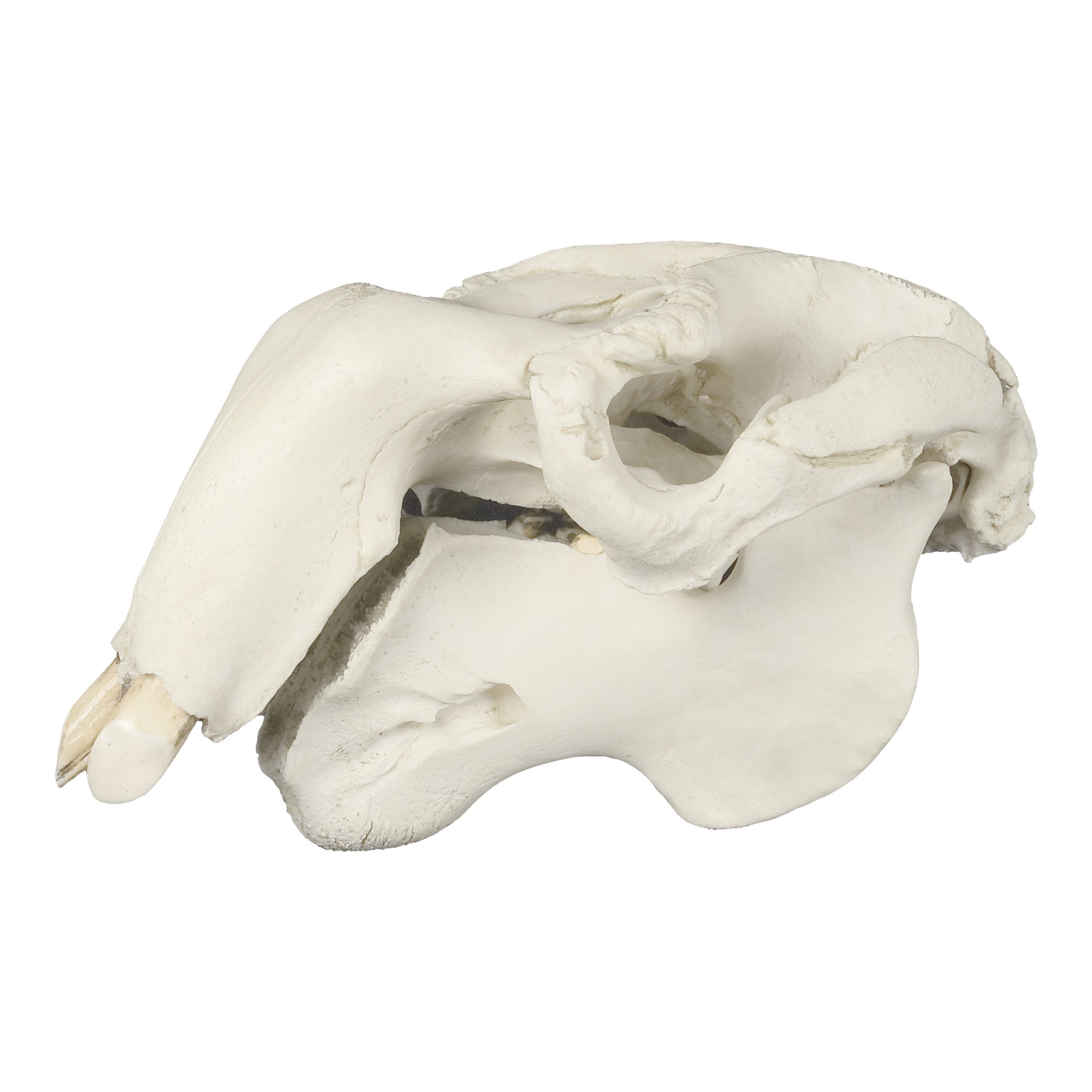 Replica Dugong Adult Skull - Authentic Marine Mammal Bone Specimen for Science Education & Home Decor | Perfect for Biology Classrooms, Ocean-Themed Decor, and Fossil Collectors