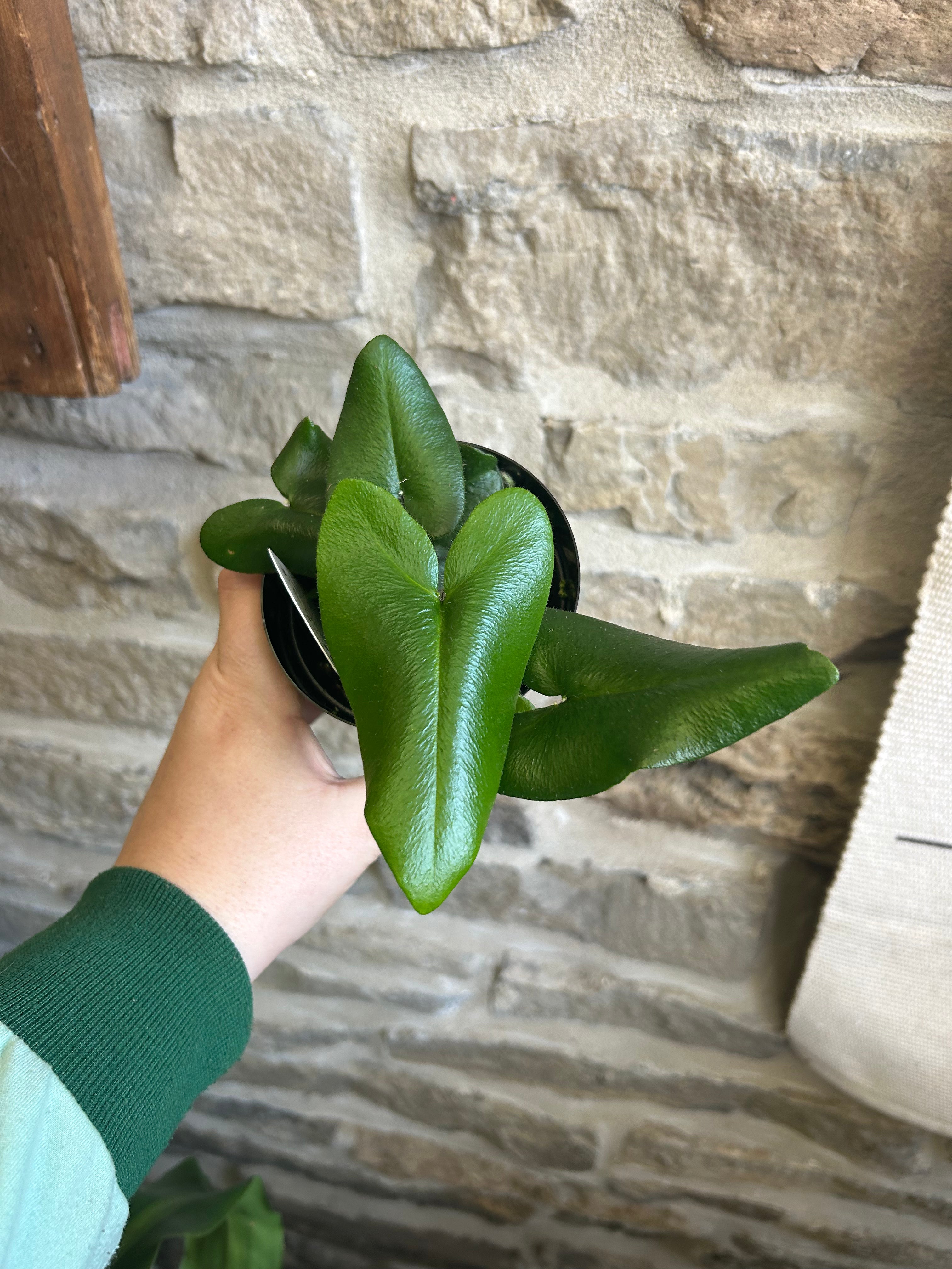 Heart Fern Plant - Live Indoor Houseplant for Home & Office Decor - Perfect for Shelves, Desks, and Tabletop Displays