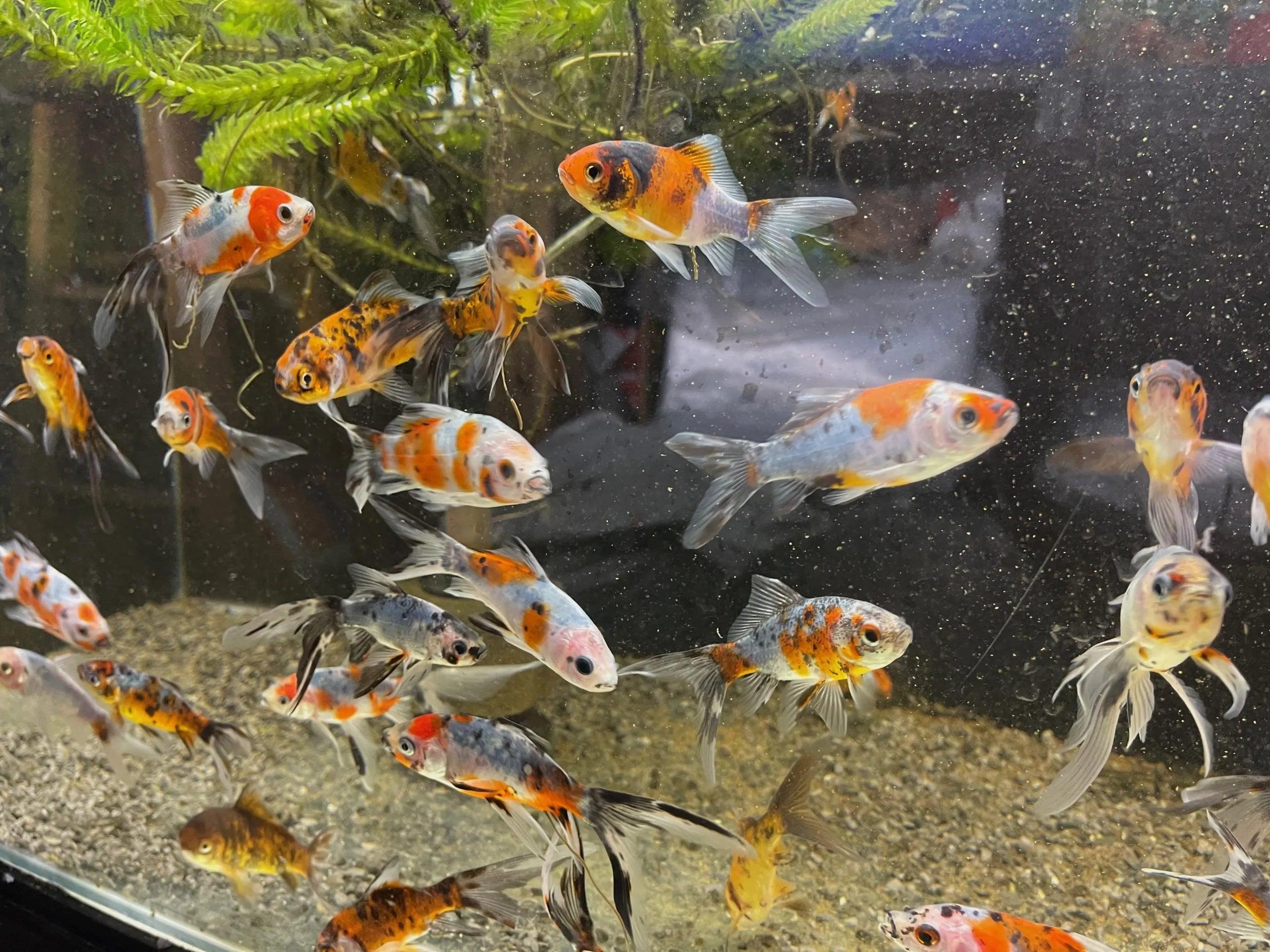 Shubunkin Goldfish 5cm - Vibrant Colorful Freshwater Fish for Aquariums & Ponds | Perfect for Home Aquascaping & Outdoor Water Features