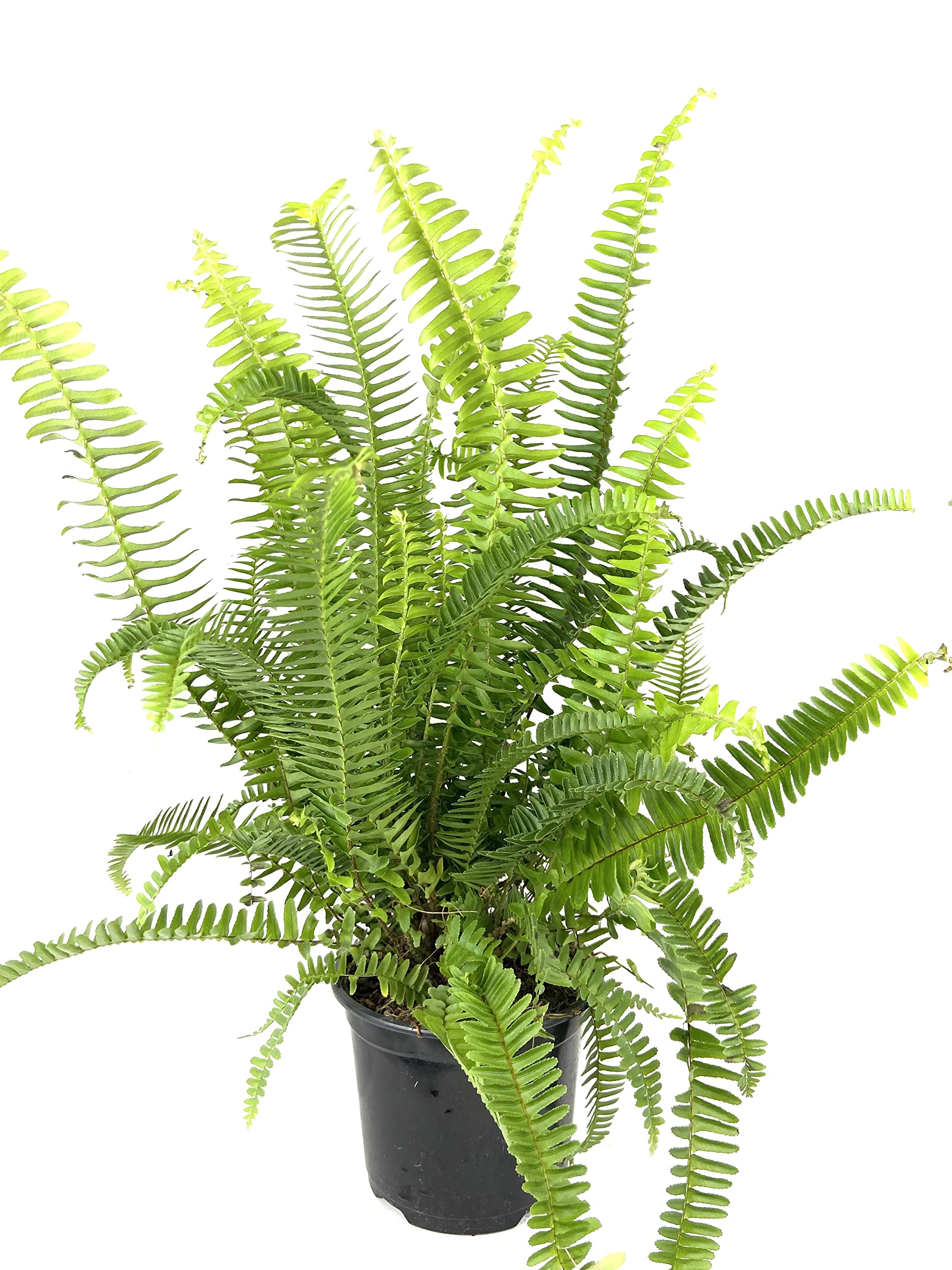 Australian Sword Kimberly Queen Fern - 3 Live Plants in 6 Inch Pots - Nephrolepis Obliterata - Wind Tolerant Herbaceous Fern for Outdoor Landscaping, Patio Decor & Shade Gardens