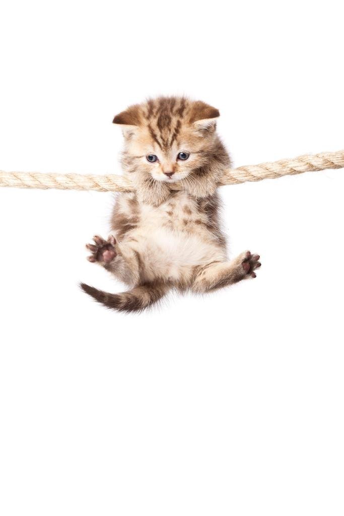 Funny Inspirational Cat Poster - Cute Kitten Hanging on Rope 'Hang in There' Motivational Wall Art (24x36) - Perfect for Home, Office Decor & Gift for Cat Lovers