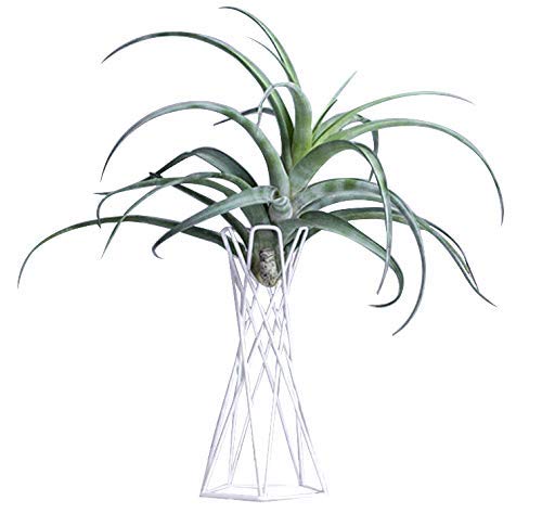 RSTYS Metal Air Plant Stand Holder - Tabletop Tillandsia Display Rack for Home, Office & Wedding Decor | Perfect for Indoor Plants, Wall Decor, and Table Centerpieces