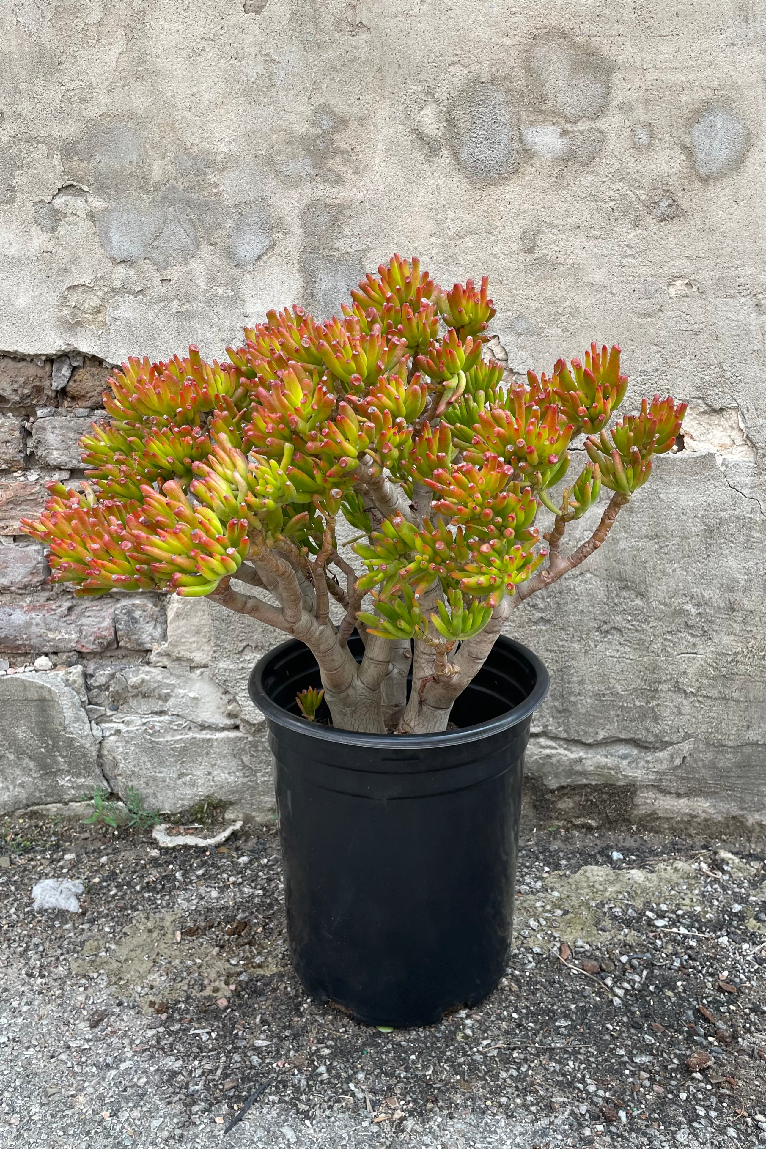Crassula Ovata 'Gollum' Jade Plant - Unique Succulent #5 Stump with Character - Perfect for Indoor Decor, Office Plants, and Succulent Collections