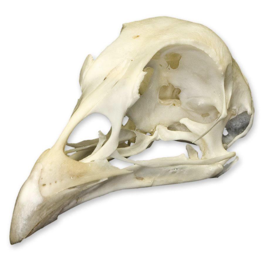 Real Pheasant Skull - Genuine Taxidermy Specimen for Home Decor, Gothic Collection & Unique Gifts | Perfect for Dark Aesthetic Rooms, Halloween Decor & Oddity Displays