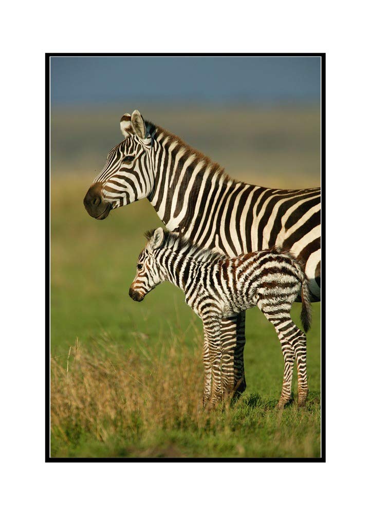Zebra and Baby Canvas Art - 24x36 Framed Gallery Wrapped Stretched Canvas Wall Decor - Perfect for Nursery, Living Room & Office Decor