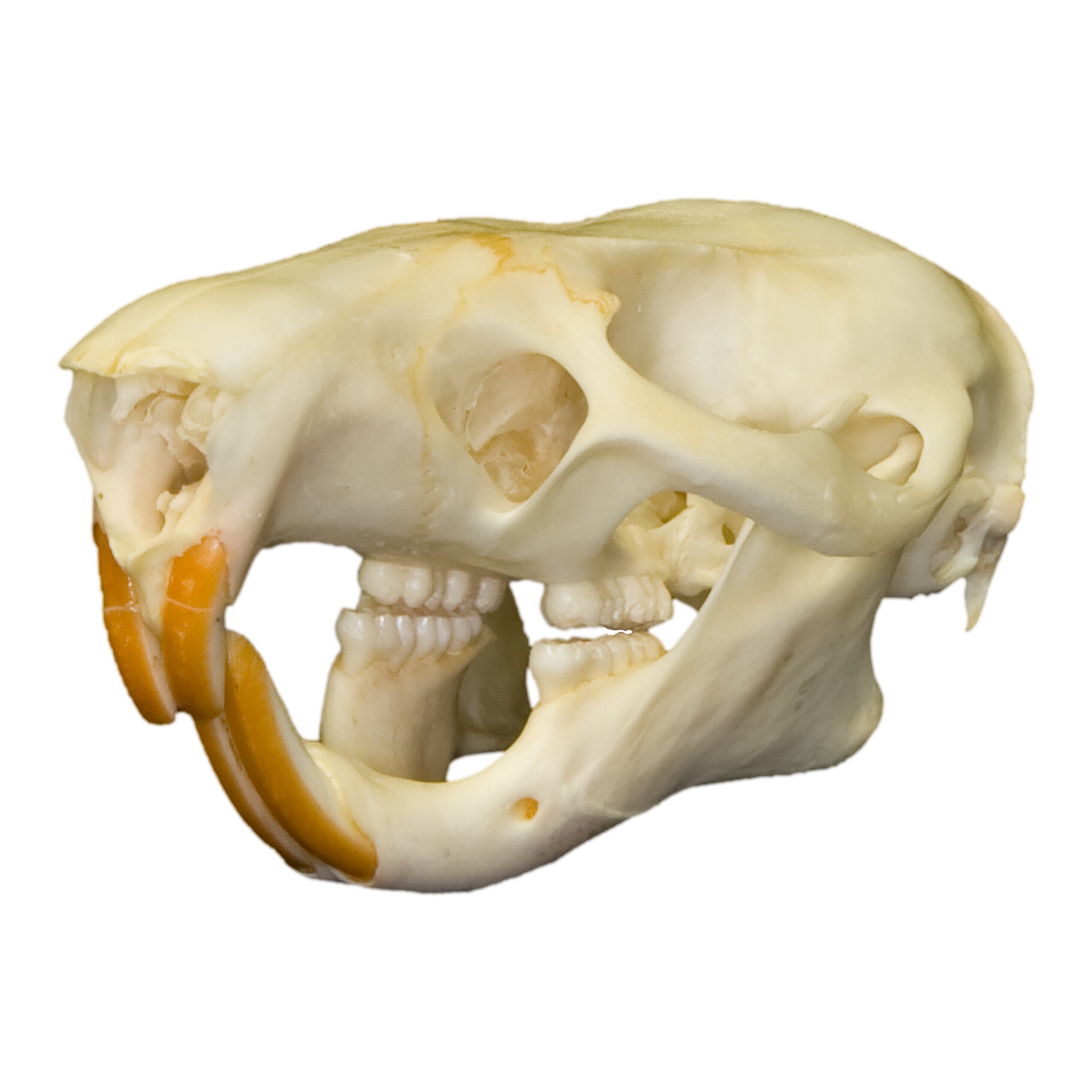 Authentic Gambian Pouched Rat Skull - Rare Collectible Specimen for Taxidermy, Oddity Cabinets & Gothic Decor