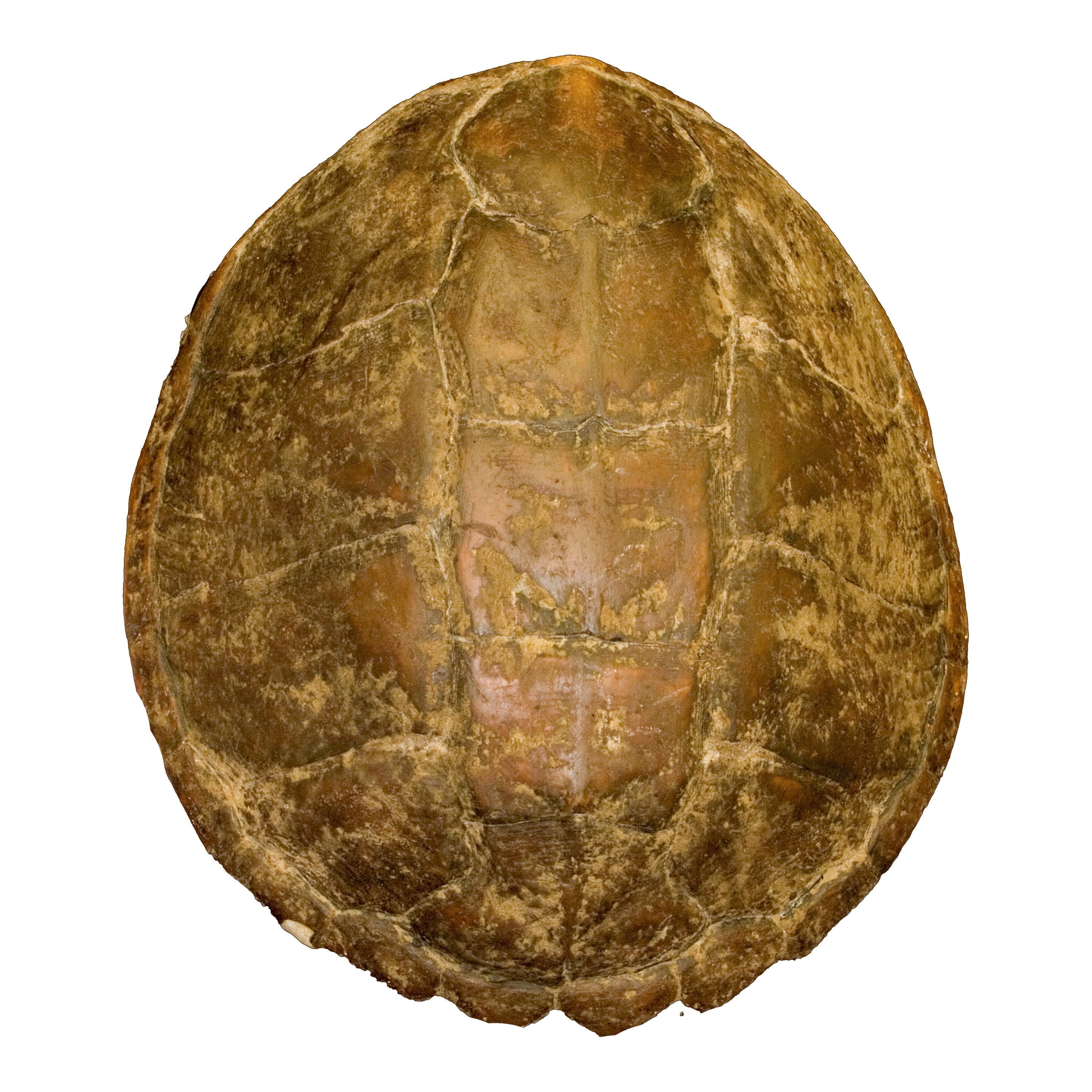Authentic Snapping Turtle Shell for Sale - Rare Natural Specimen for Collectors, Education & Home Decor - Perfect for Taxidermy, Science Projects & Unique Gifts