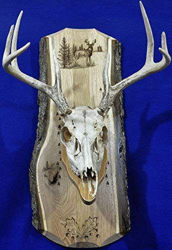 European Deer Skull Mount Plaque - Handcrafted Antler Display for Hunting Trophy - Perfect Gift for Hunters & Outdoor Enthusiasts - Ideal for Cabin Decor, Man Cave, or Hunting Lodge Display