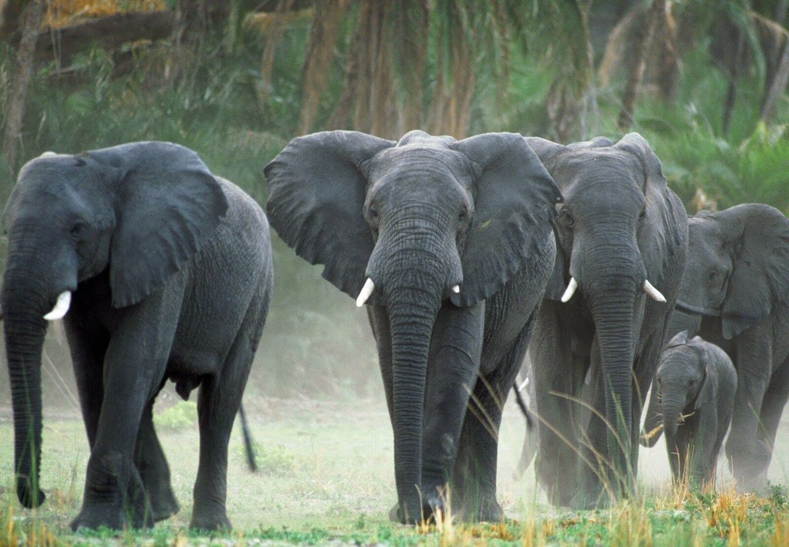300-Piece African Elephant Herd Jigsaw Puzzle - High-Quality Tight-Fitting Pieces, Educational & Challenging Family Activity - Perfect for Game Nights, Classroom Learning & Stress Relief