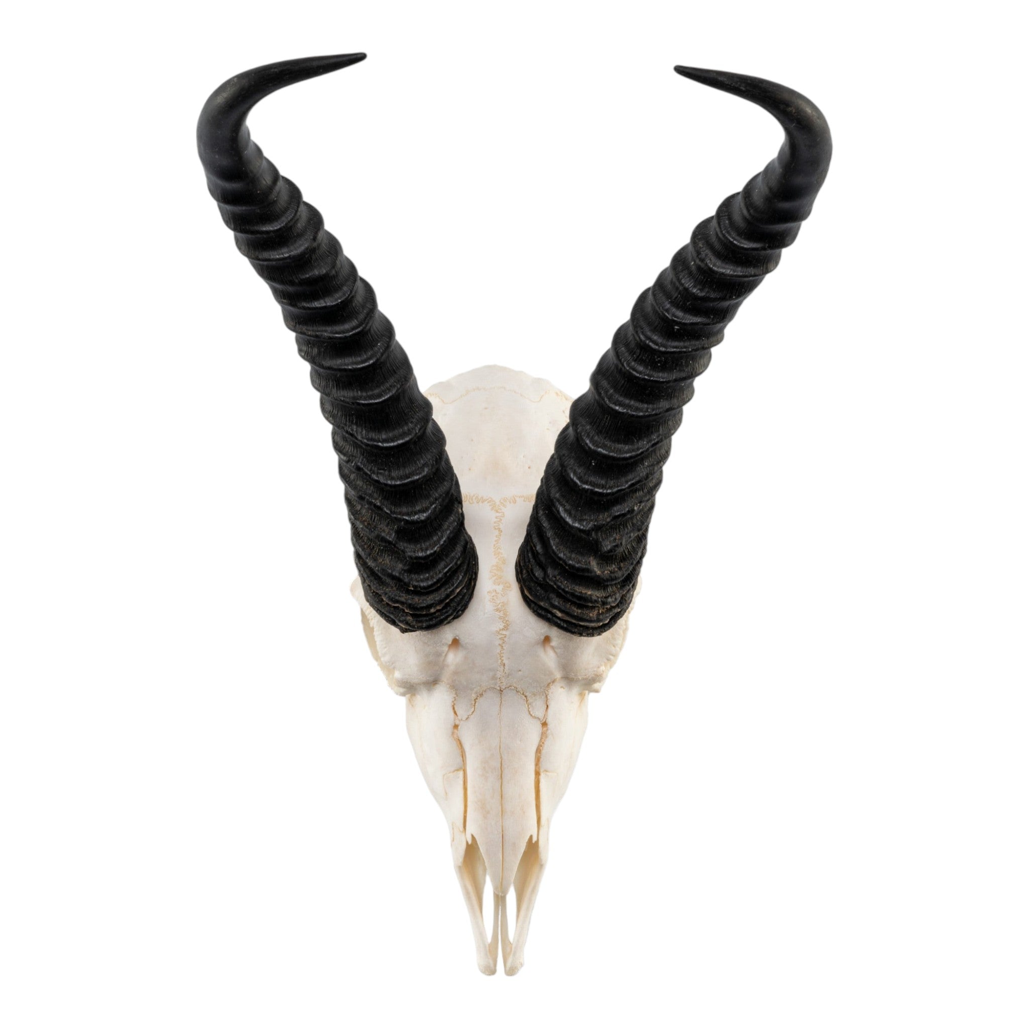 Authentic Real Springbok Skull - Male Taxidermy Specimen for Home Decor, Hunting Trophy & African Safari Themed Interior Design