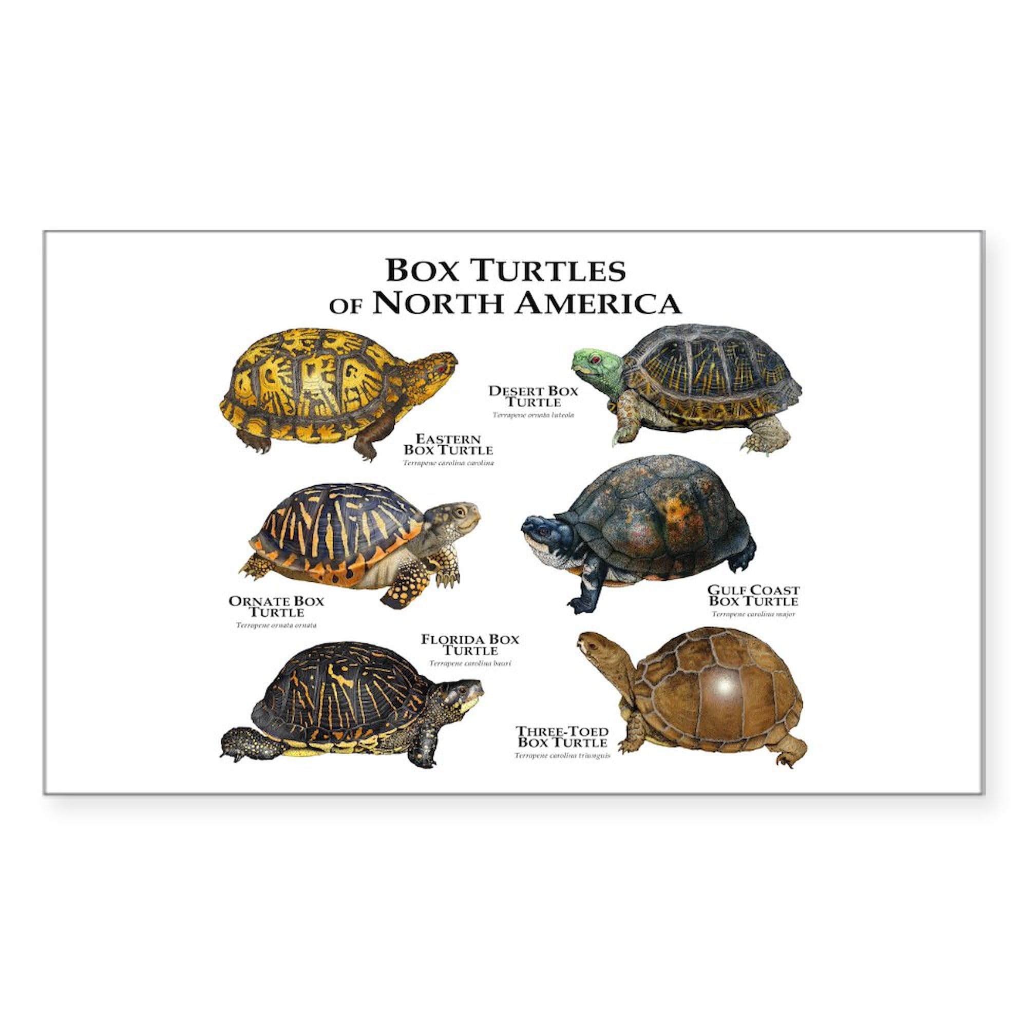 Box Turtles of North America Car Bumper Sticker - Waterproof Vinyl Decal for Cars, Trucks, Laptops | Perfect for Wildlife Lovers & Nature Enthusiasts