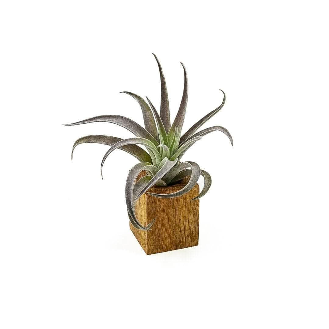 Handmade Acacia Wood Air Plant Holder - Natural Boho Home Decor for Tillandsia, Succulents & Small Plants - Perfect for Living Room, Office & Shelf Display