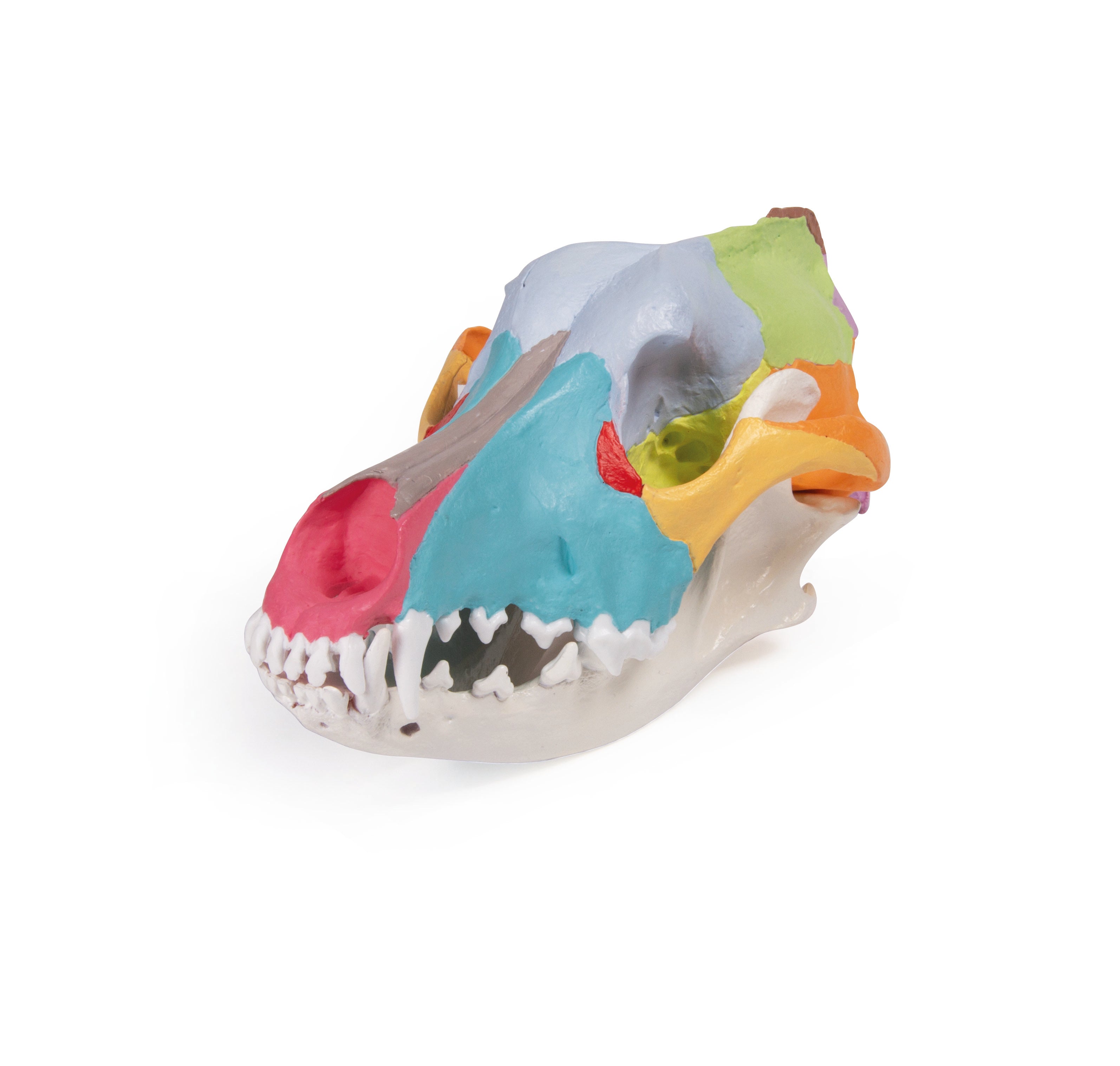 Authentic Replica Dog Skull with Detailed Didactic Painting - Perfect for Veterinary Education, Halloween Decor, and Gothic Home Décor