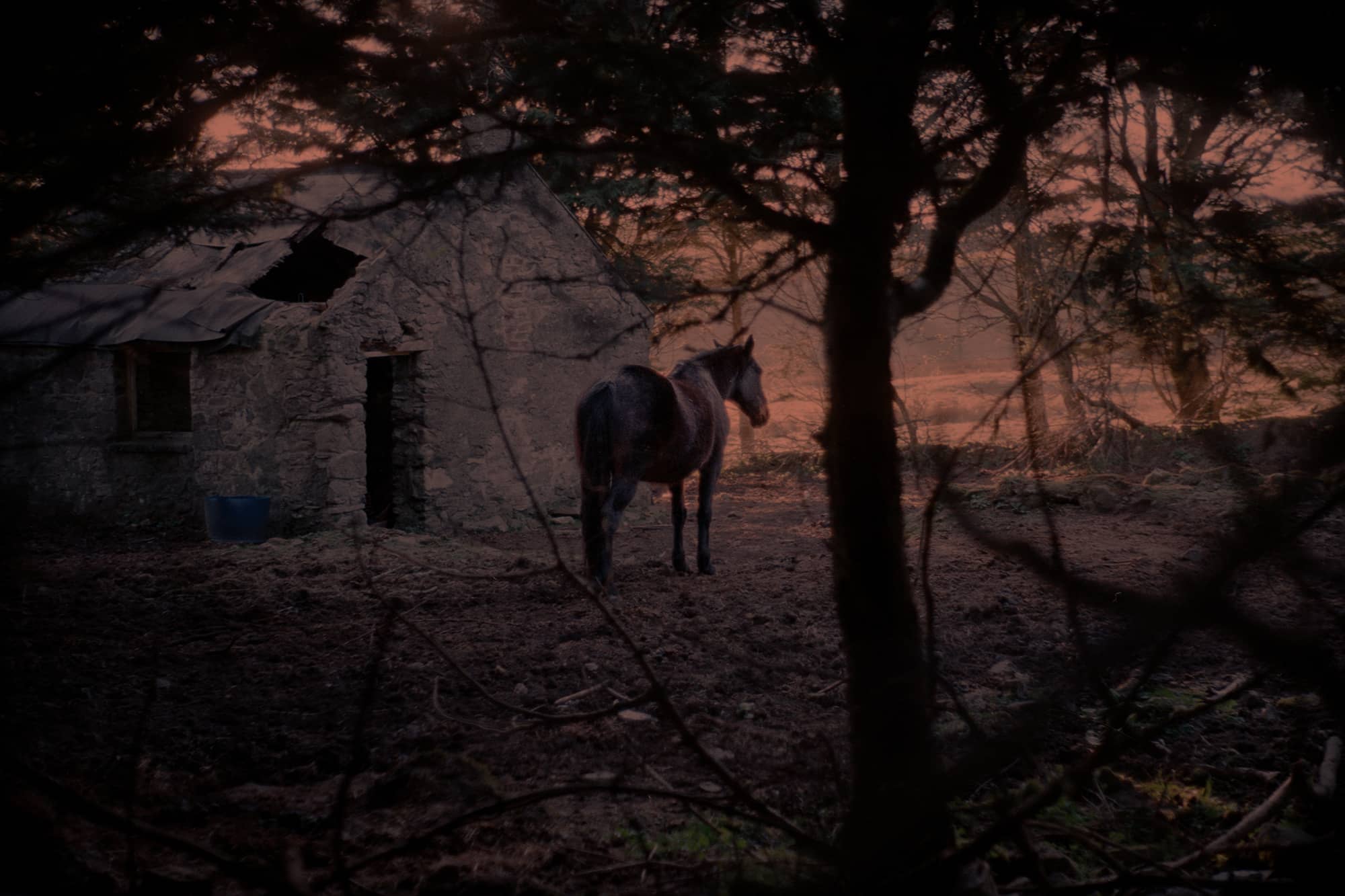 Patrick O'Byrne Wild Horse at Summer's End Painting - Western Art Landscape Wall Decor for Living Room, Office & Cabin