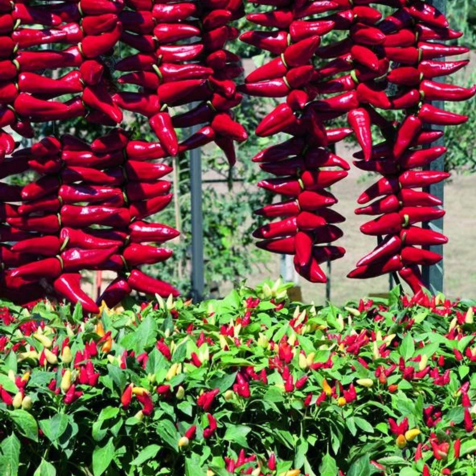 Pretty N Sweet F1 Hybrid Pepper Seeds - 1 Ounce Bulk (~3,360 Seeds) | Non-GMO, Hybrid F1 Vegetable Seeds for Home Gardening | Perfect for Container Gardens, Raised Beds & Backyard Planting