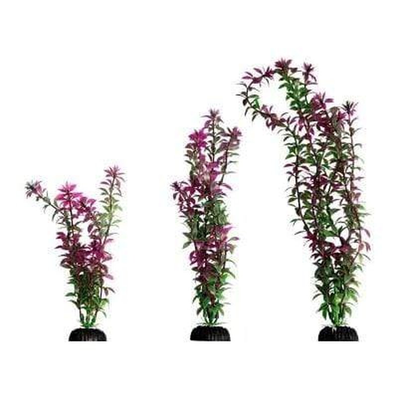 Aqua One Ecoscape Red Rotala - Live Aquatic Plant for Freshwater Aquariums | Perfect for Aquascaping, Fish Tanks & Planted Aquariums | Enhances Water Quality & Natural Habitat