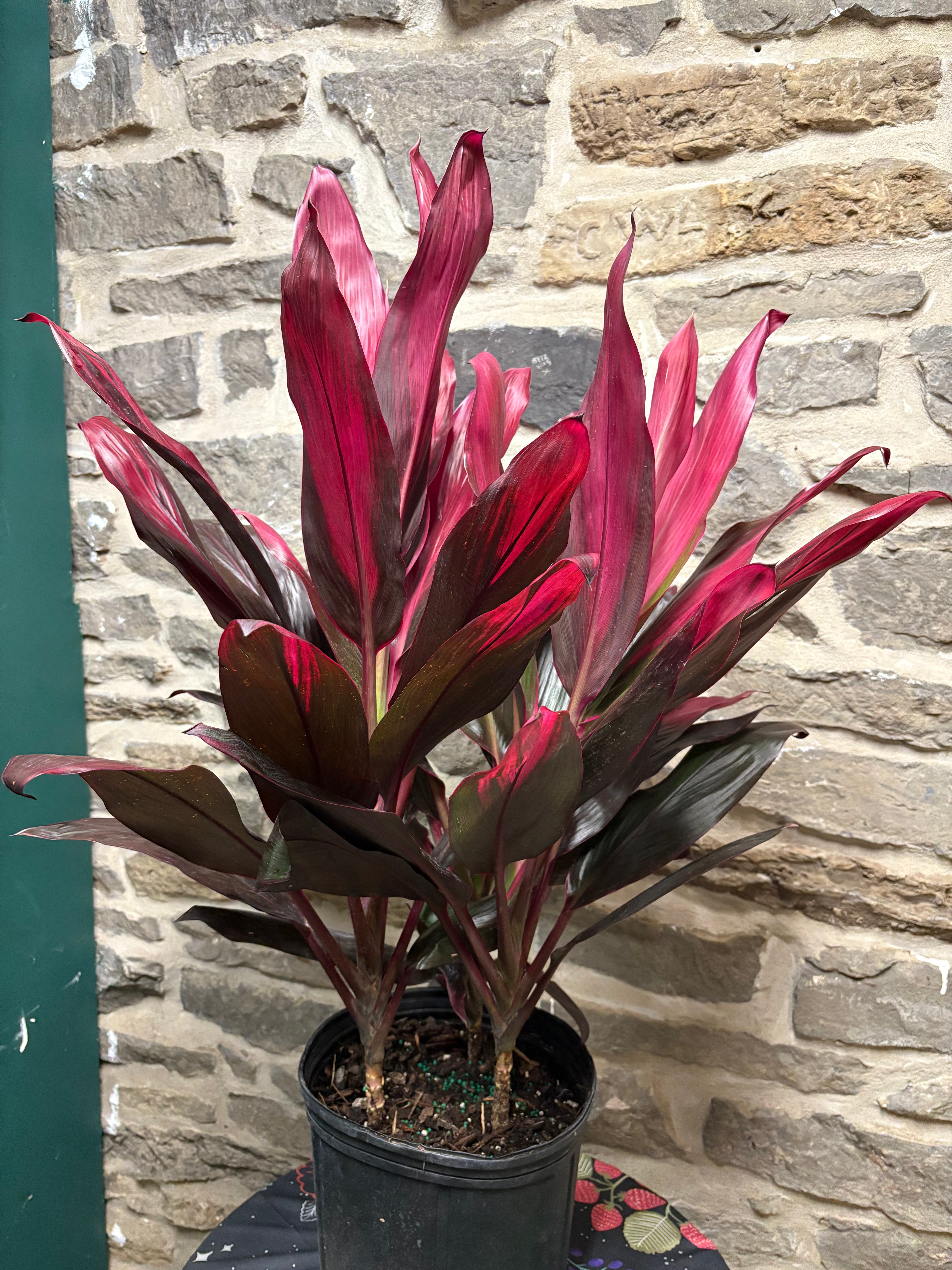 Cordyline Fruticosa 10