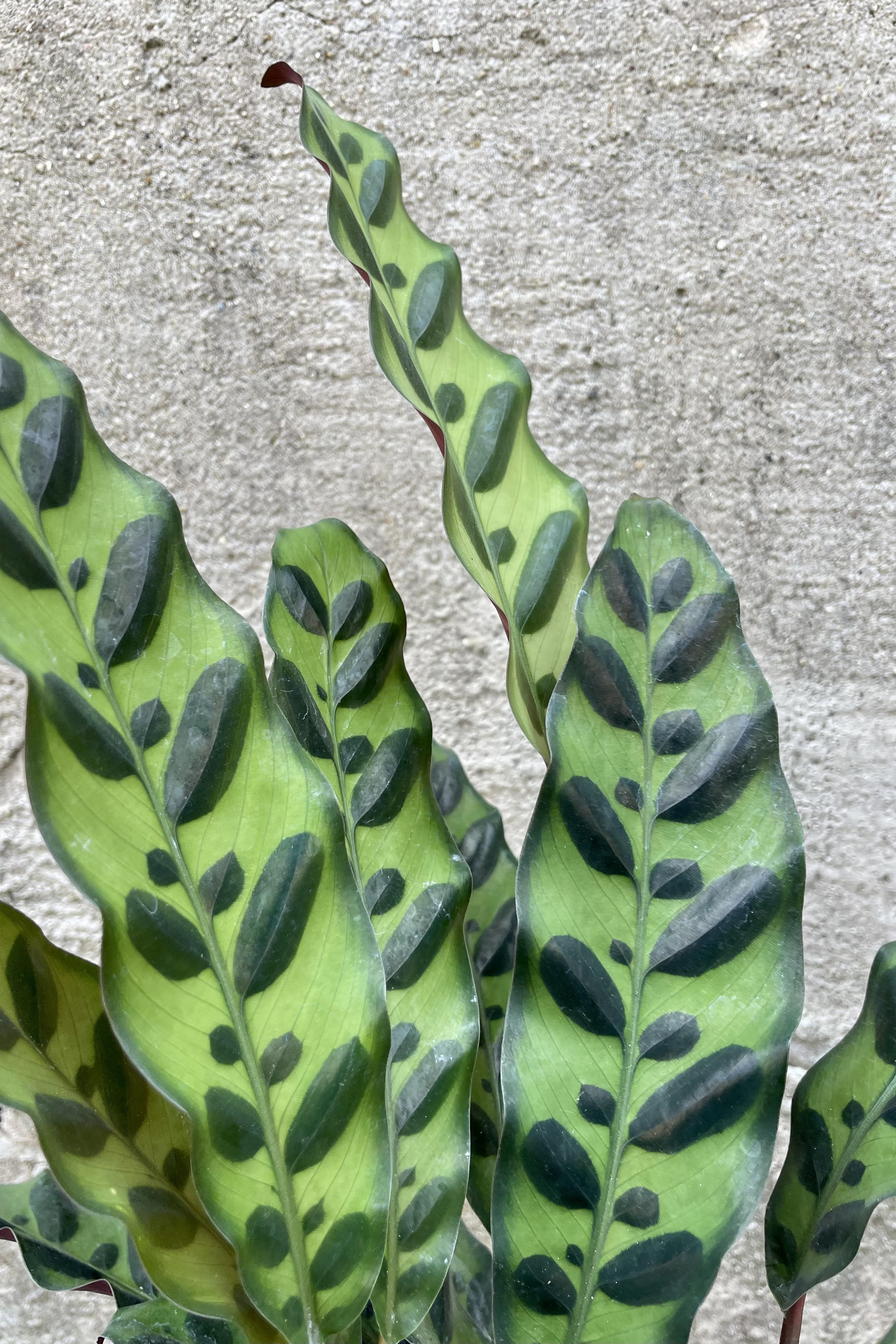 Calathea Lancifolia 4 Inch Live Plant - Rattlesnake Prayer Plant for Indoor Home & Office Decor - Perfect for Low Light Spaces & Air Purification
