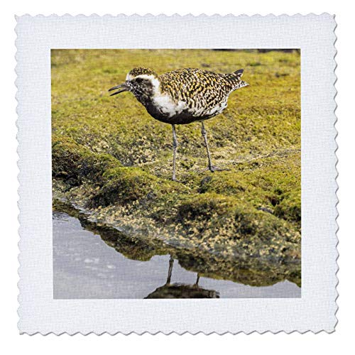 Usa, Hawaii, Honokohau Bay. Pacific Golden Plover