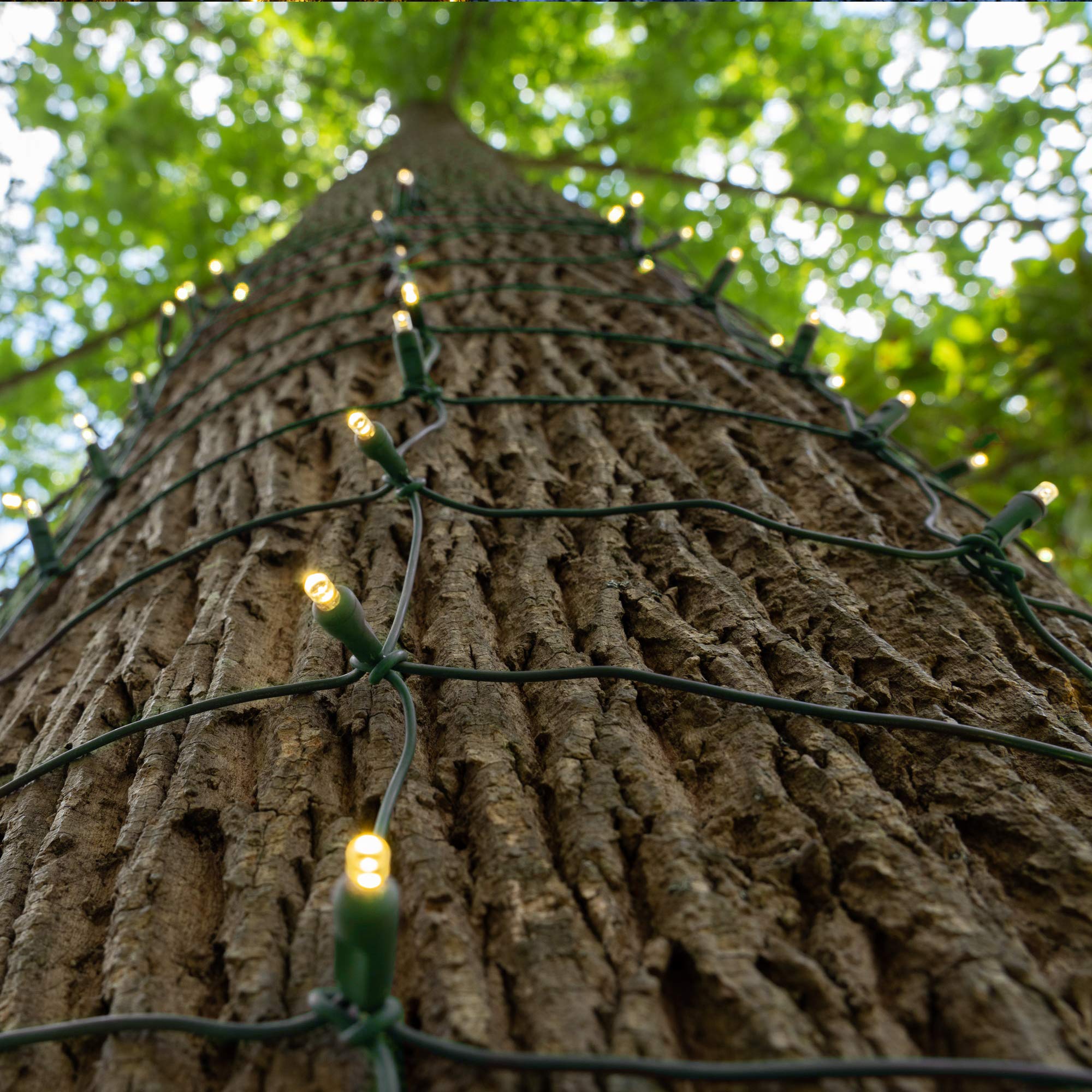 LED Tree Trunk Wrap Lights - 100 Warm White Christmas Lights with 2' x 6' Green Wire Net for Outdoor Holiday Decor | Perfect for Wrapping Trees, Porch Columns & Yard Decorations