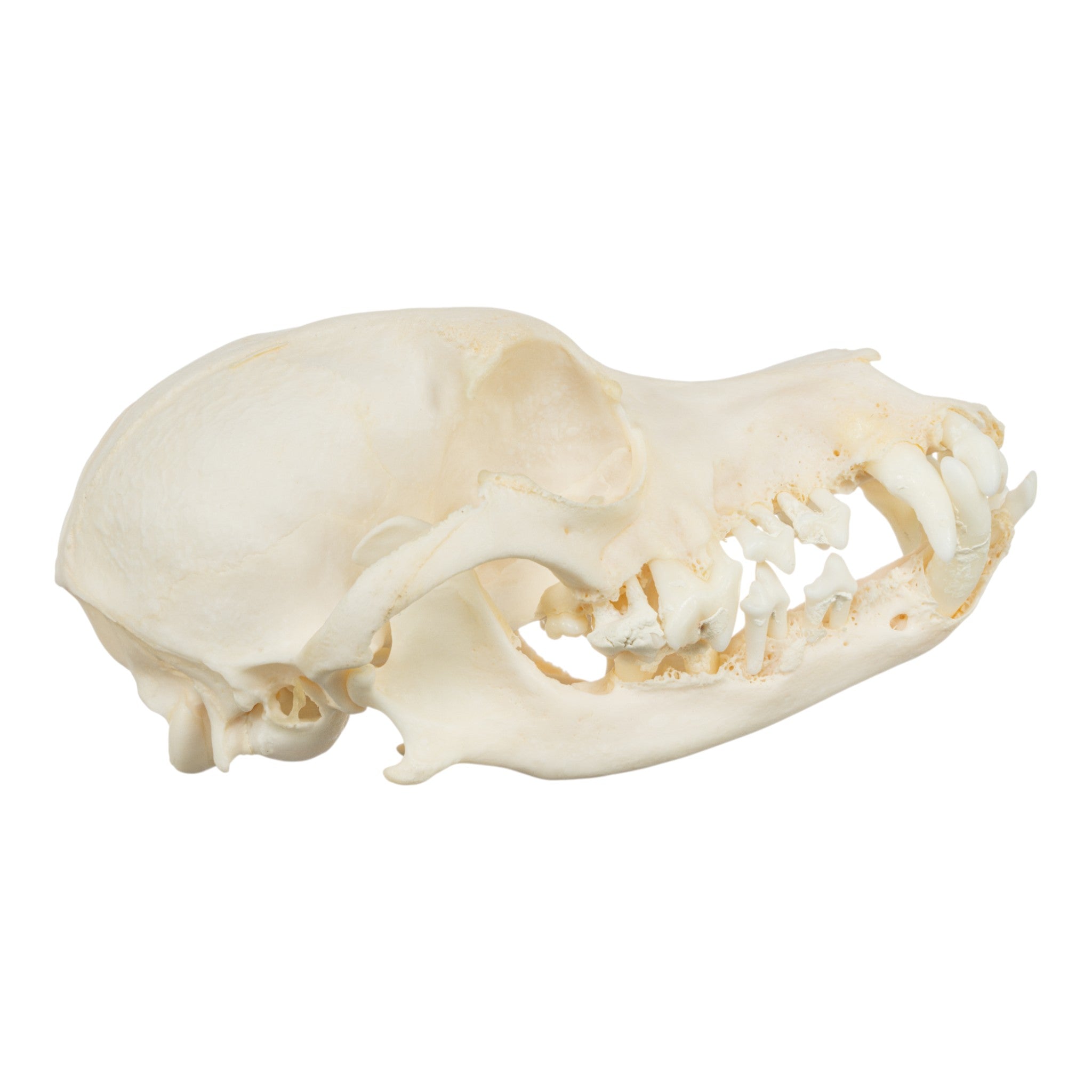 Authentic Corgi Dog Skull Specimen - Real Domestic Canine Skull for Veterinary Study, Dental Research & Halloween Decor