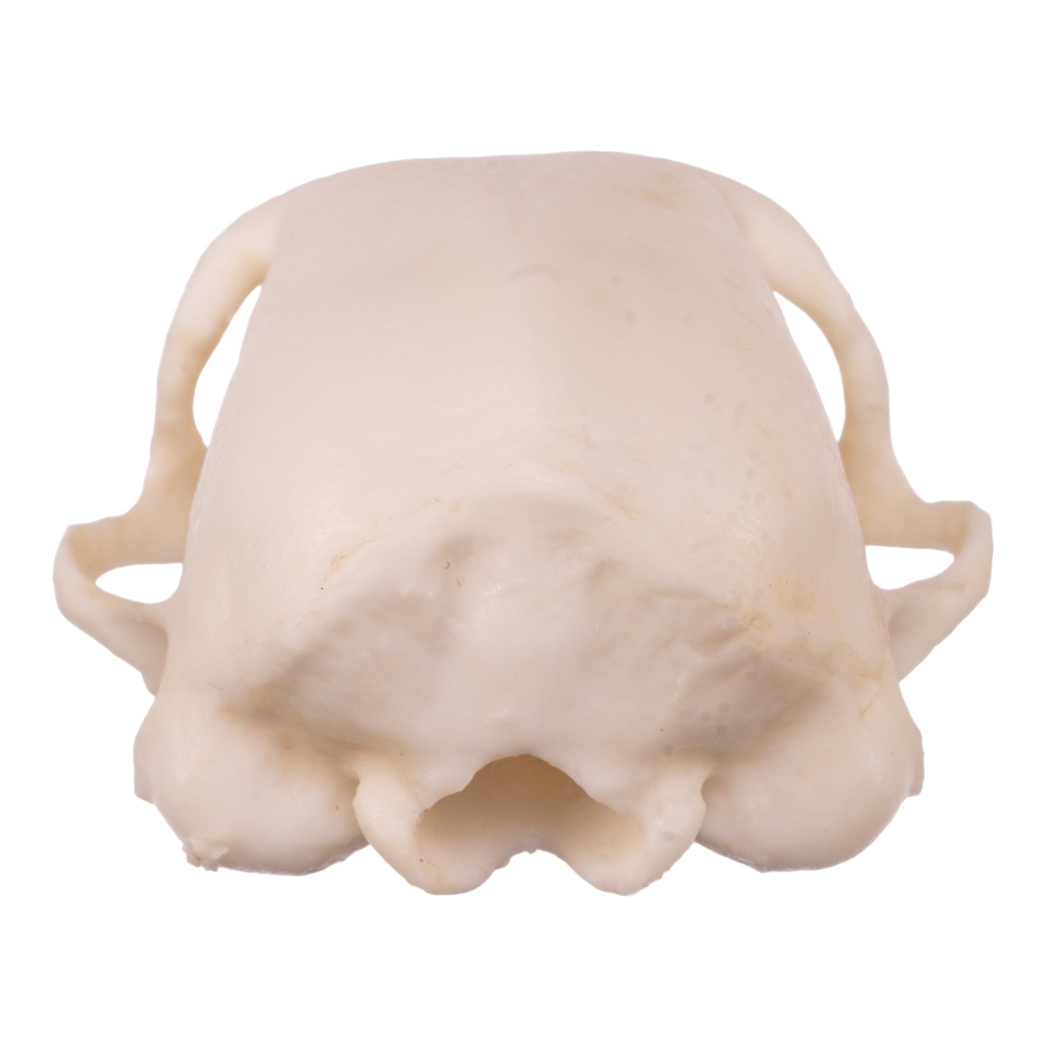 Authentic Replica Meerkat Skull - High-Quality Animal Skull Model for Science Education, Home Decor & Halloween Props