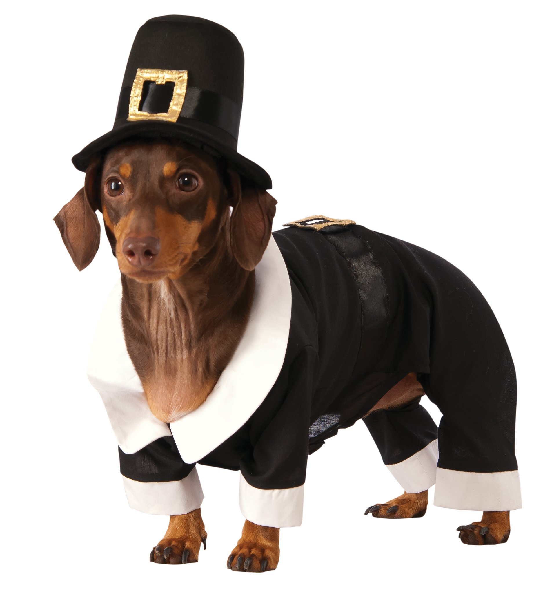 Rubie's Pilgrim Boy Dog Costume for Small Dogs - Perfect for Thanksgiving, Halloween & Holiday Dress Up Parties