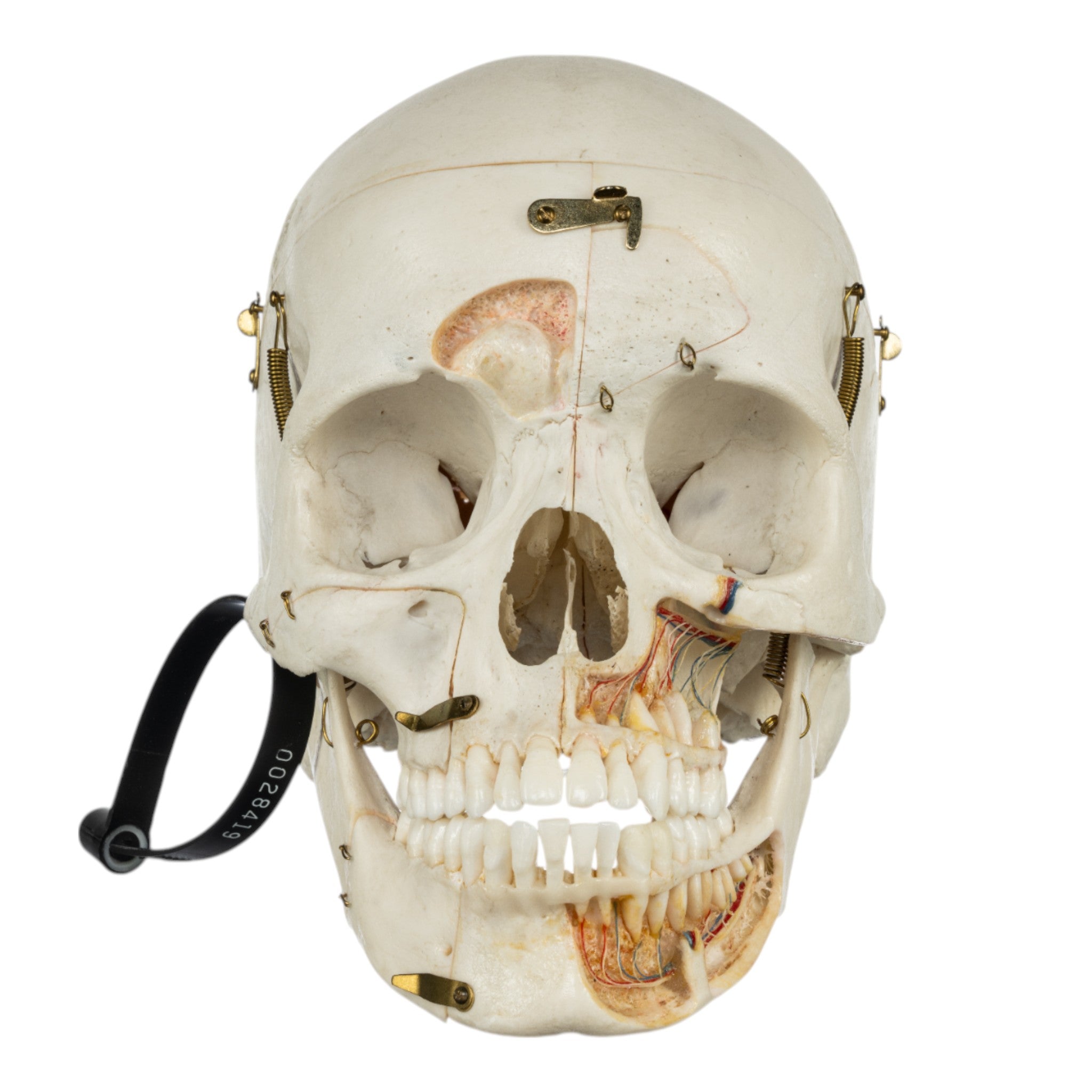 Authentic Human Skull Specimen for Medical Study & Anatomy Education – Perfect for Medical Students, Researchers & Collectors