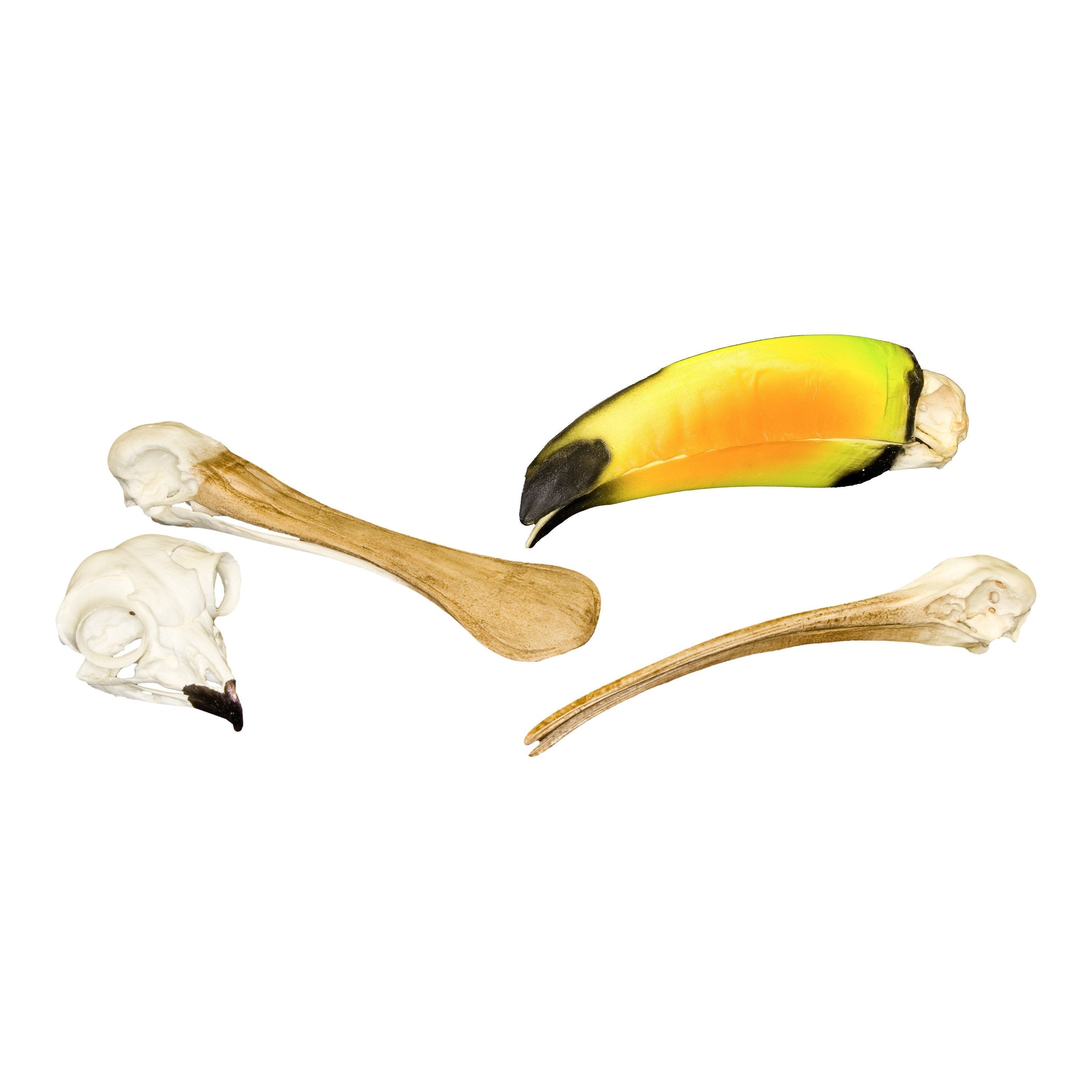 Replica Animal Skull Kit - Bird Skull Models for Science Education & Classroom Learning | Perfect for Biology Study, STEM Projects & Home Schooling