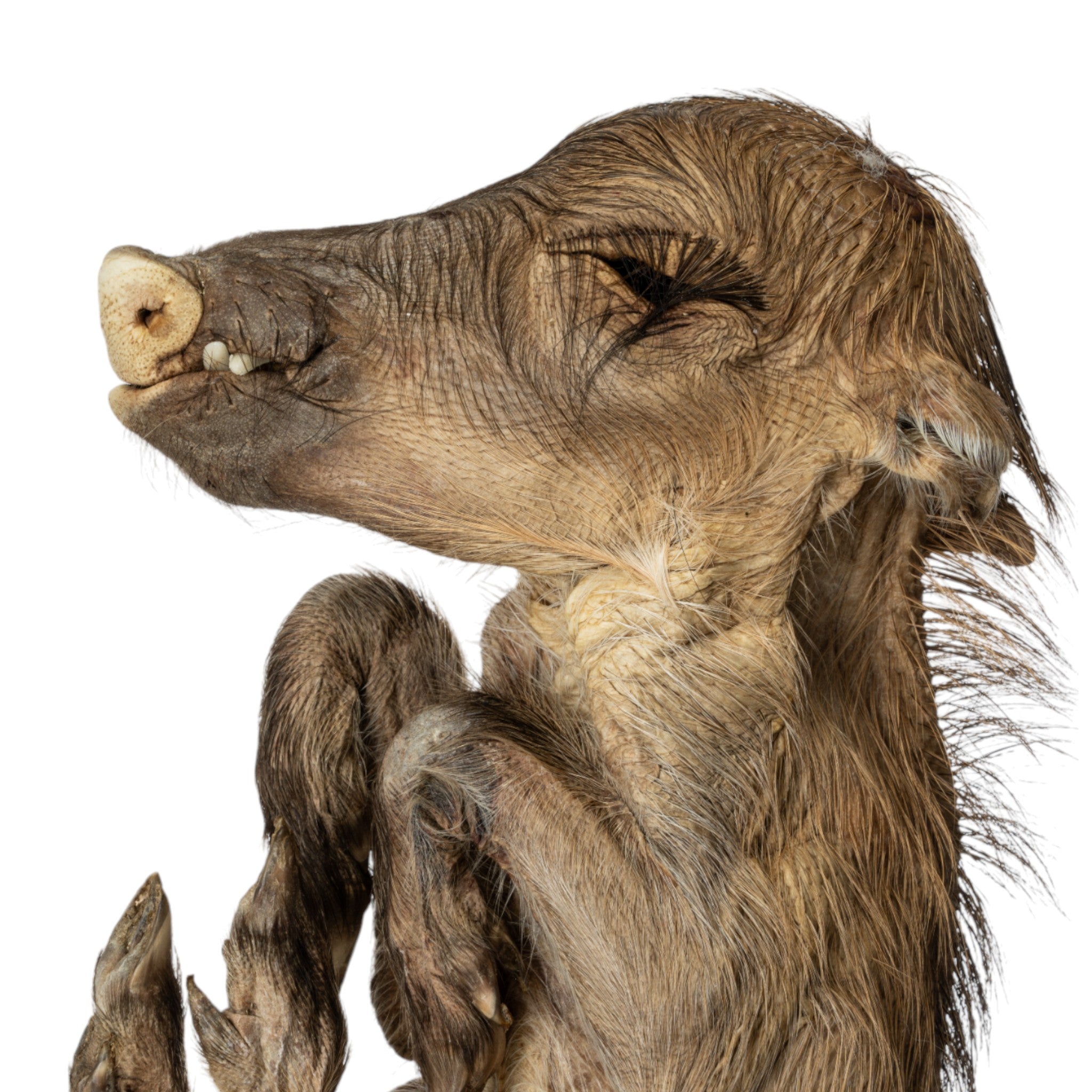 Real Preserved Warthog Infant - Lifelike Taxidermy Baby Warthog for Home Decor, Hunting Lodge Display & Unique Gift Idea