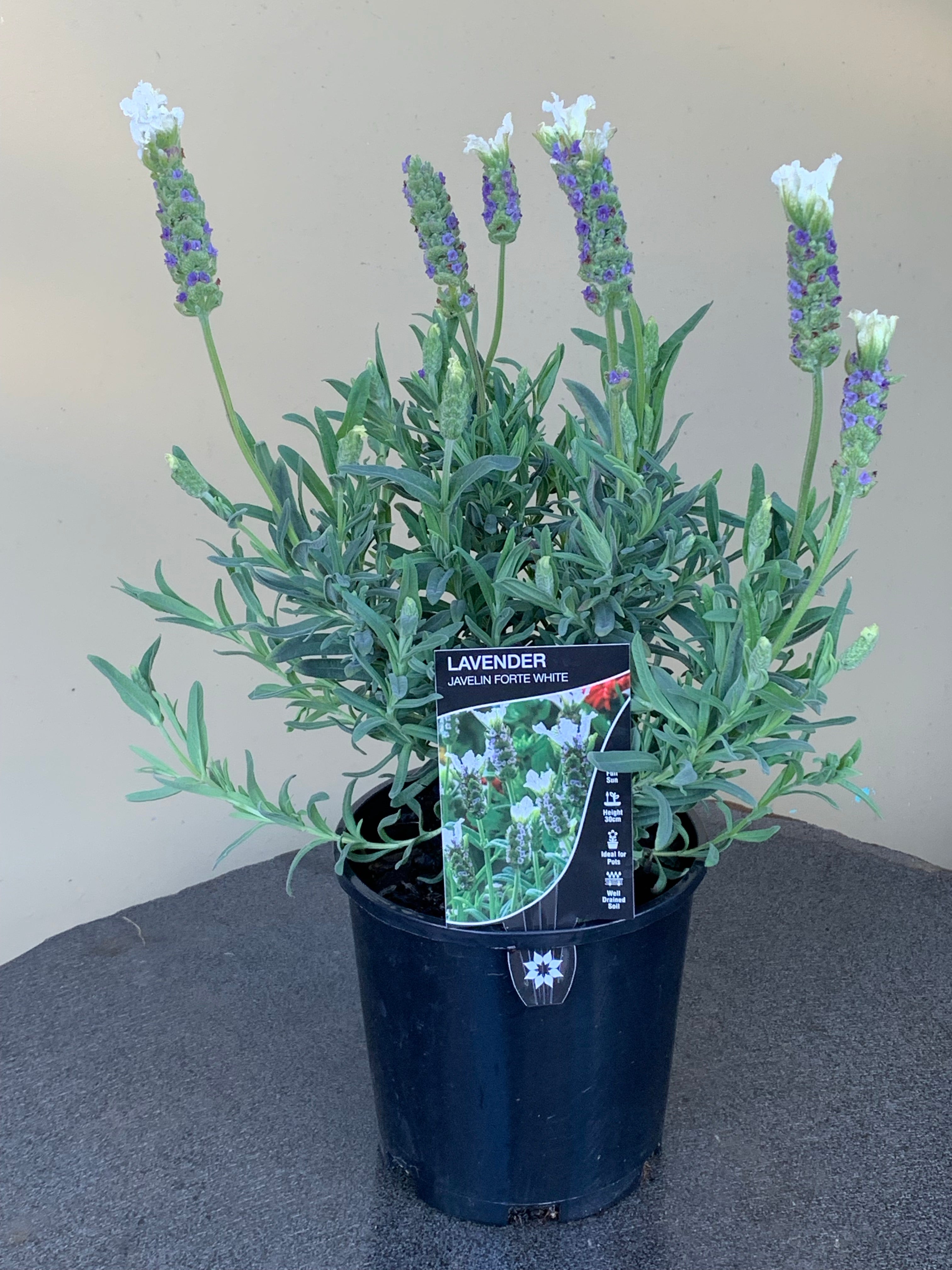 Lavender 'Javelin Forte White' - Premium Fragrant English Lavender Plants for Garden, Landscaping & Aromatherapy | Perfect for Home Decor, Wedding Bouquets & Relaxation Spaces