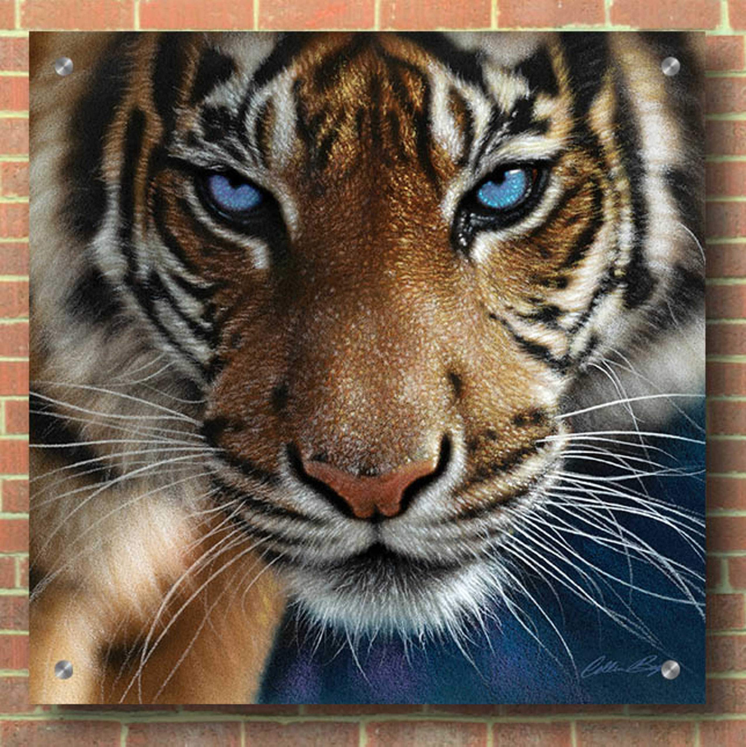 Epic Art 'Blue Eyes' by Collin Bogle - 36x36 Inch Acrylic Glass Wall Decor for Living Room, Bedroom & Office - Modern Abstract Painting for Home & Office Decor