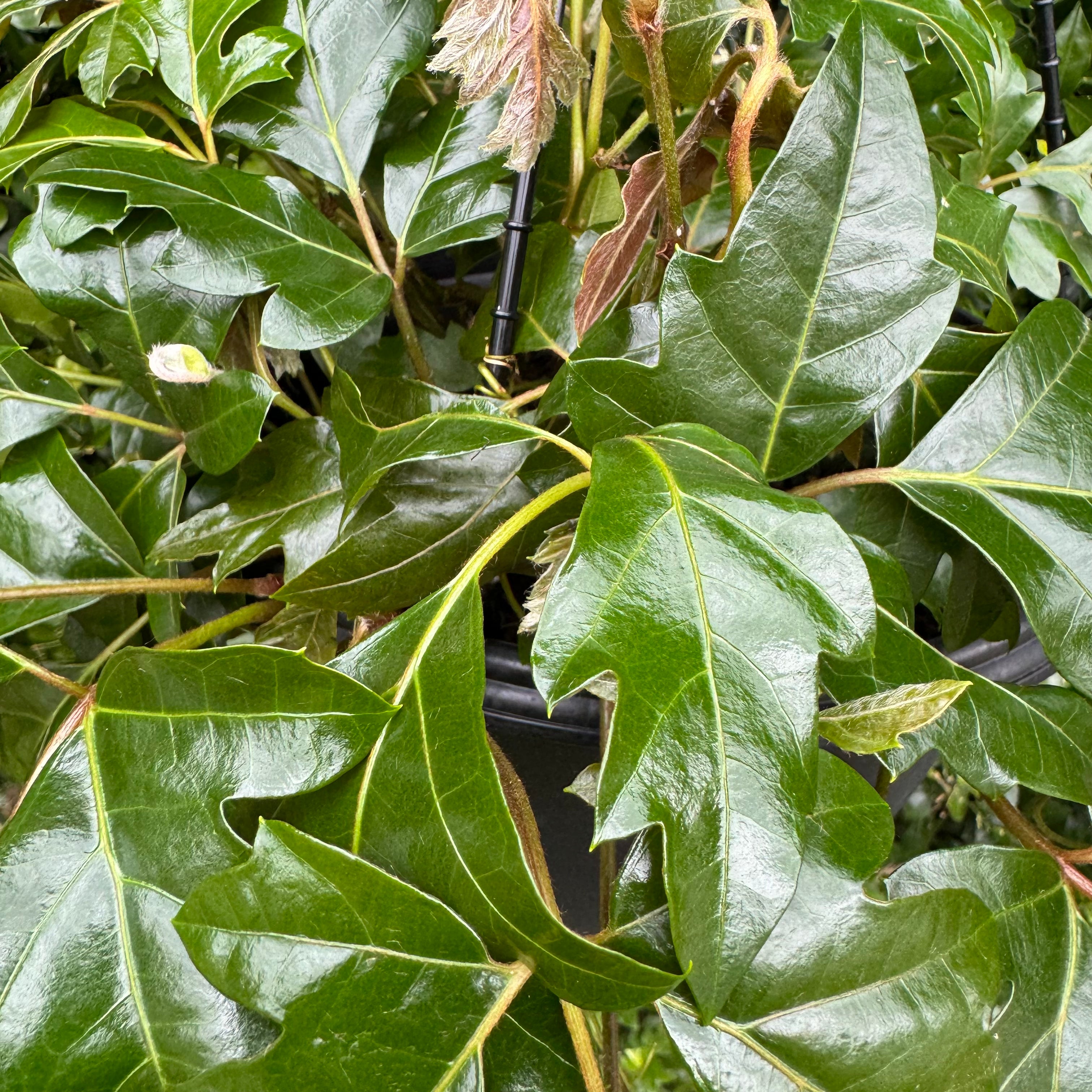 Cissus Ellen Danica - Rare Climbing Plant for Home & Garden Decor | Perfect for Trellises, Fences, and Indoor Hanging Baskets