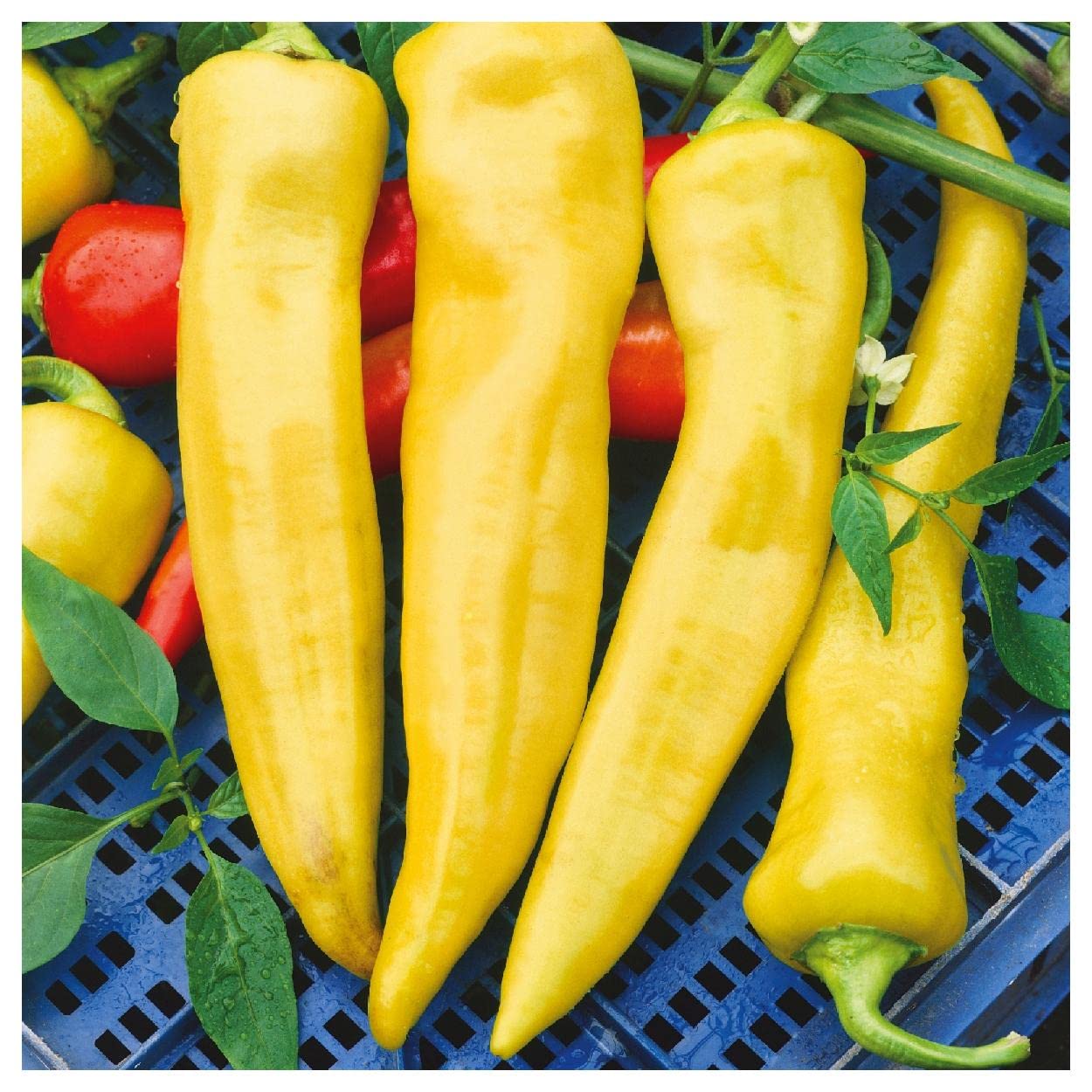 Organic Hungarian Wax Hot Pepper Seeds - 1 Oz Gold Vault Packet by Everwilde Farms - Perfect for Home Gardening, Spicy Cooking & Canning