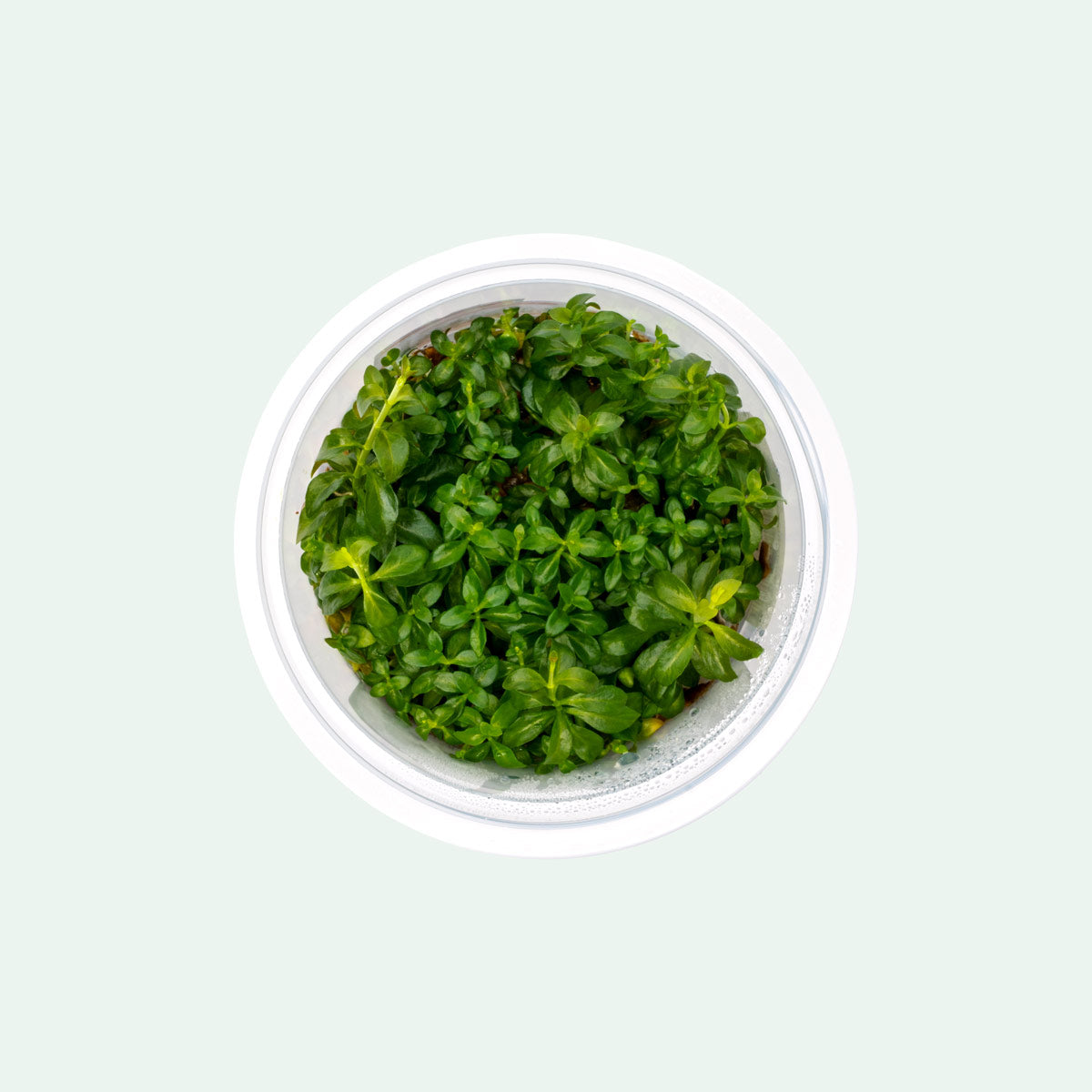 Ludwigia Dark Orange Aquatic Plant - Live Tissue Culture for Freshwater Aquariums | Perfect for Aquascaping, Fish Tanks & Planted Aquariums