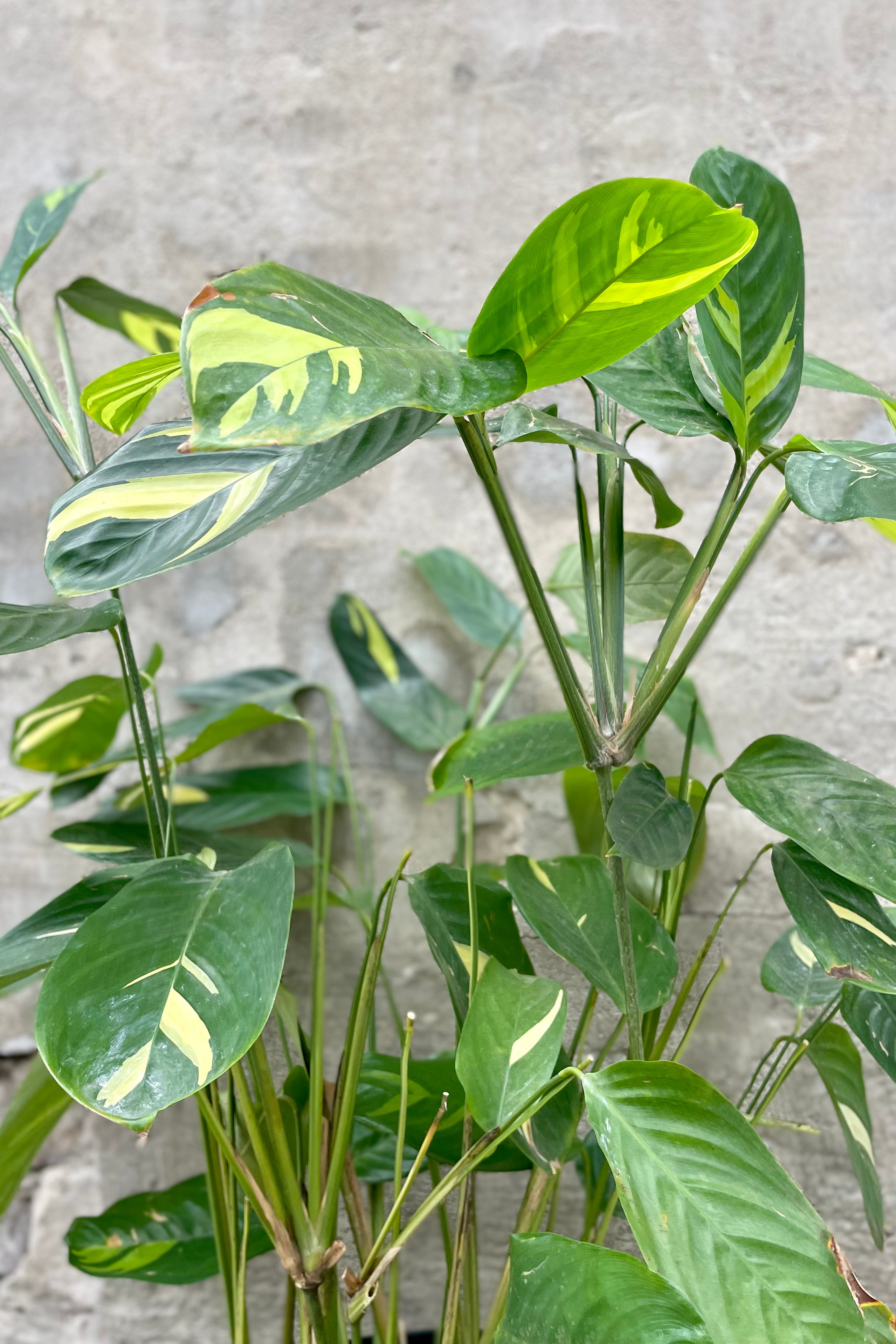 Calathea Lubbersii Prayer Plant - 10 Inch Live Indoor Houseplant for Home & Office Decor | Perfect for Low Light Spaces, Air Purifying, and Tropical Plant Lovers