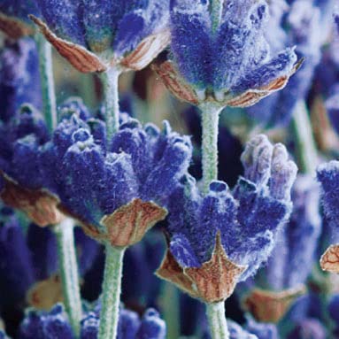Lavender