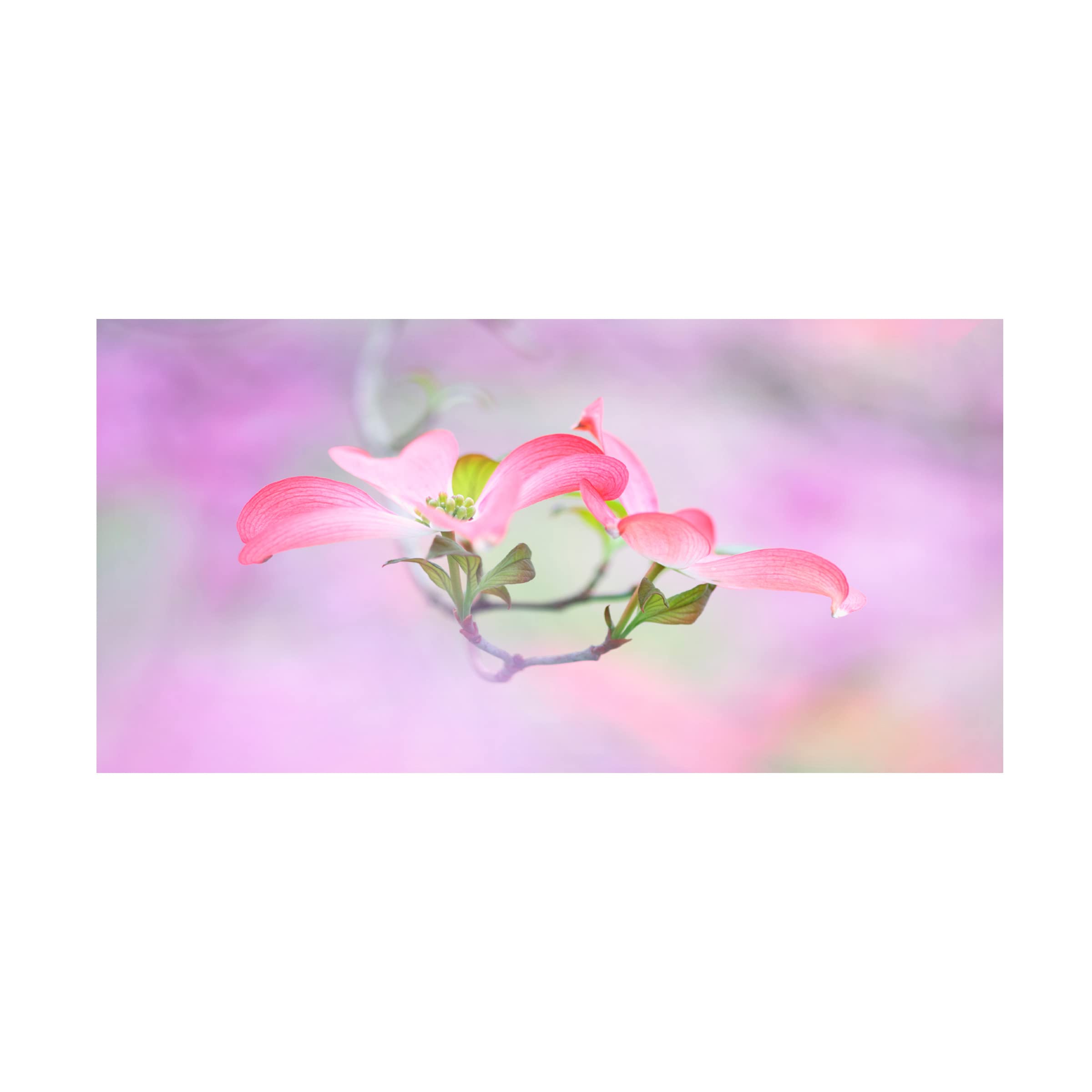Trademark Fine Art 'Dogwood' by Purple Bamboo - Hand-Painted Canvas Wall Art for Living Room, Bedroom & Office Decor | Nature-Inspired Floral Painting
