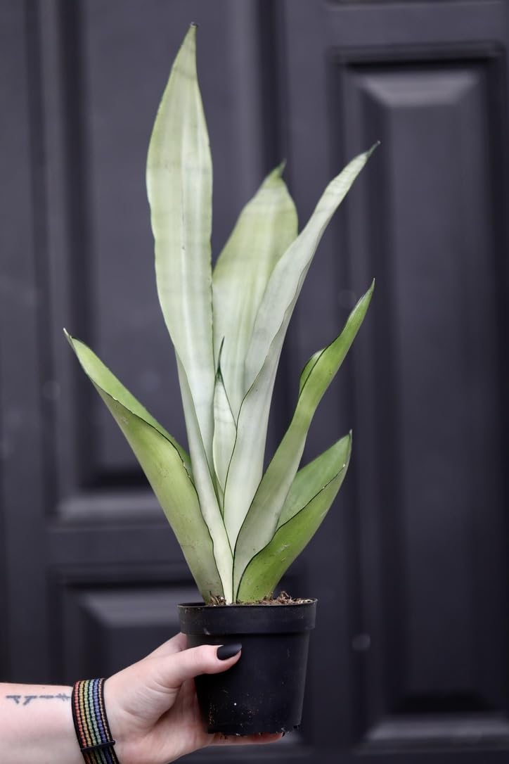 Sansevieria Masoniana (Moonshine Snake Plant) in 3